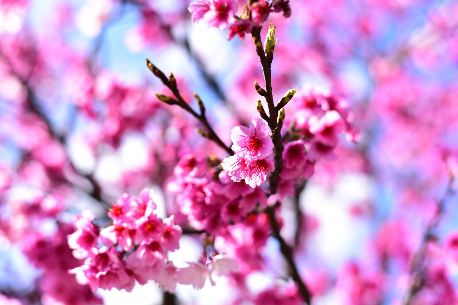 Nikon D750 sample photo. Plant, flower, cherry blossom photography