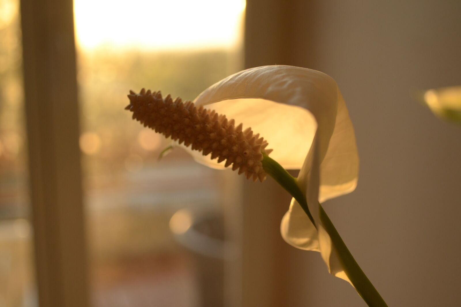 Nikon D3100 sample photo. Flower, orange, petal photography