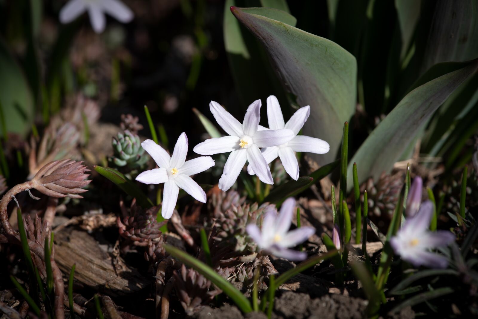 Nikon D750 sample photo. Flowers, white, garden photography