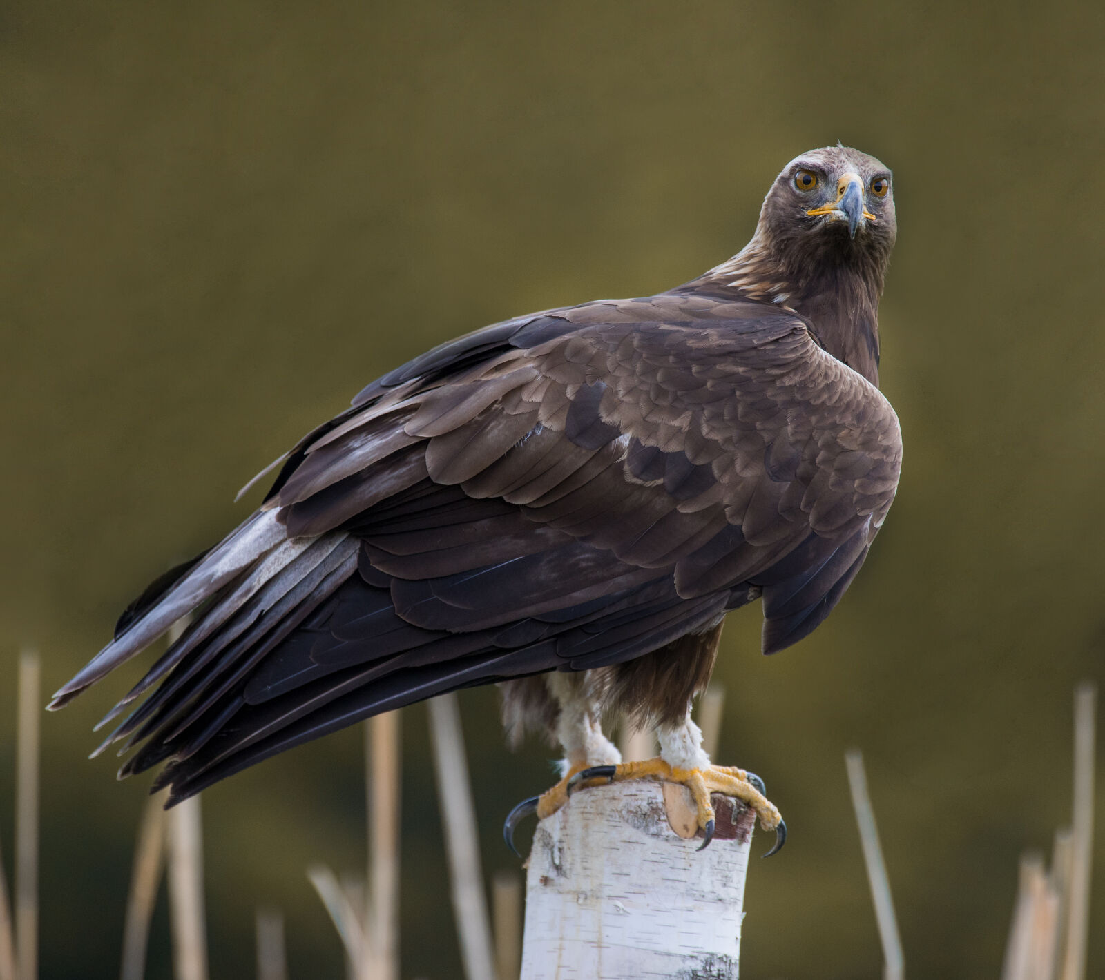 Canon EOS R6 sample photo. Canon r6 with 300mm photography