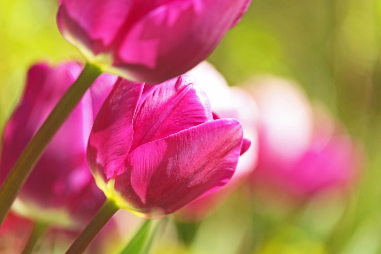 Canon EF-S 55-250mm F4-5.6 IS STM sample photo. Tulips, early bloomer, spring photography