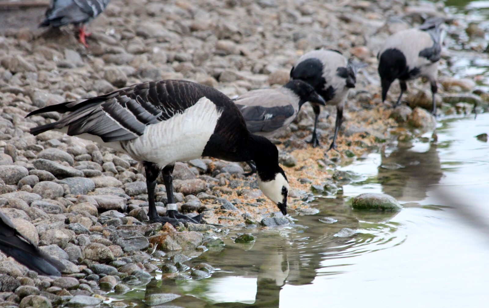 Canon EOS 650D (EOS Rebel T4i / EOS Kiss X6i) sample photo. Goose, branta leucopsis, barnacle photography