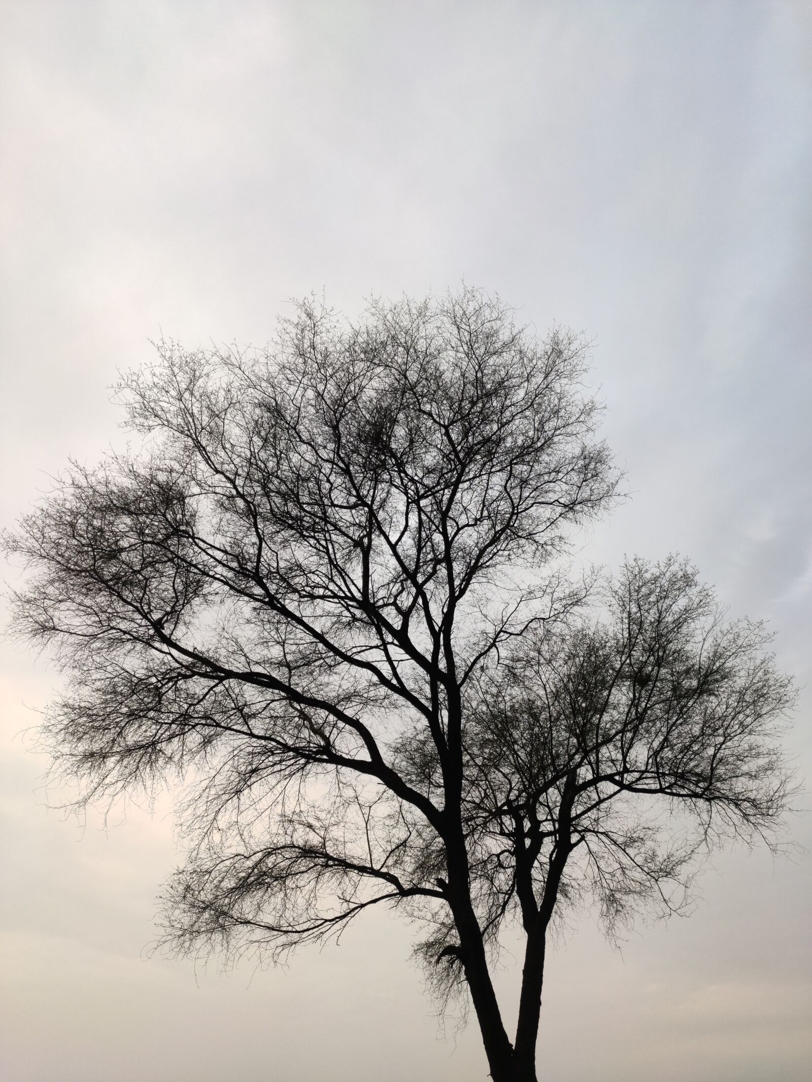 Xiaomi Redmi Note 7 Pro sample photo. Tree, forest, darkness photography
