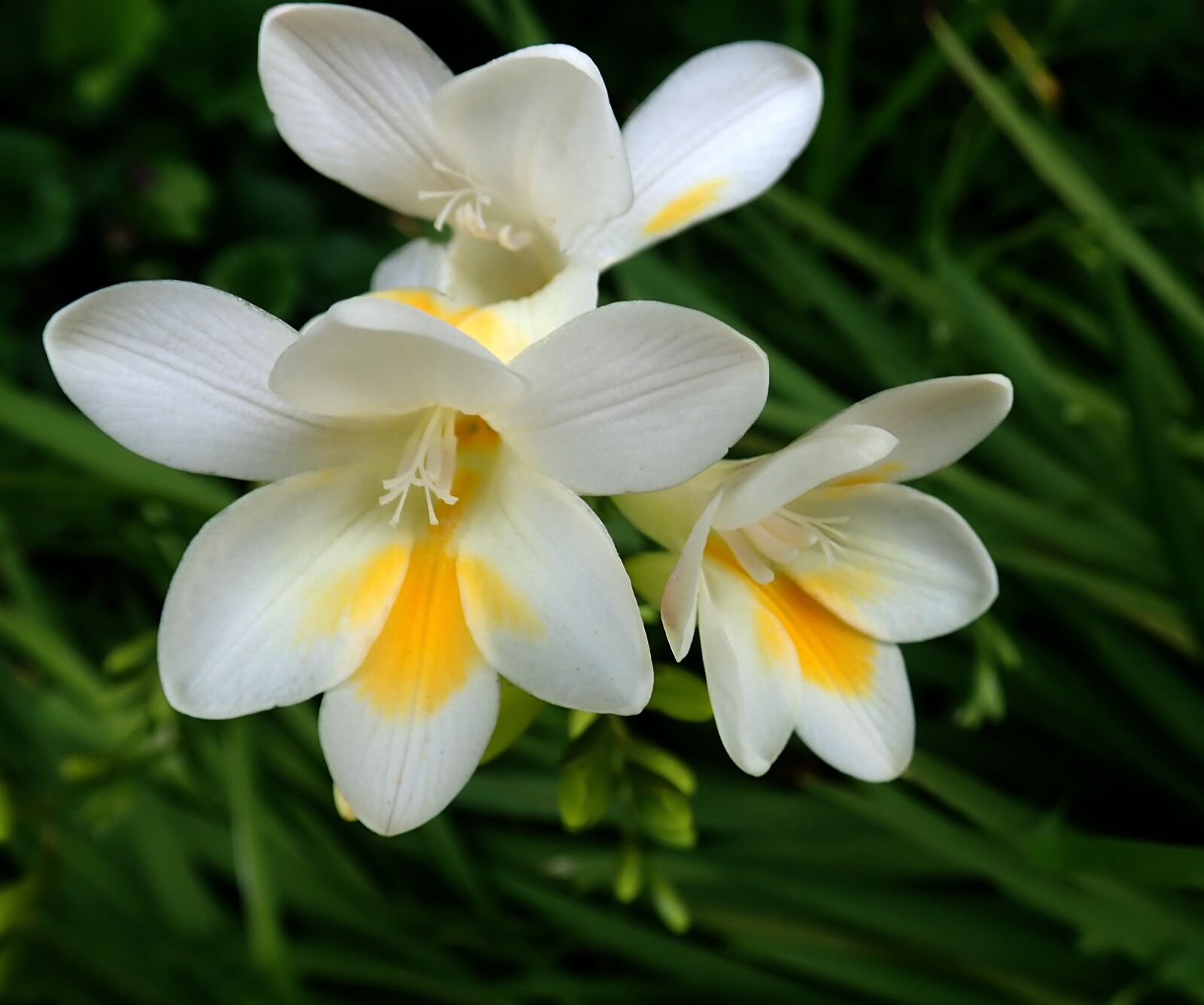 Olympus TG-5 sample photo. Flowers, spring, white photography