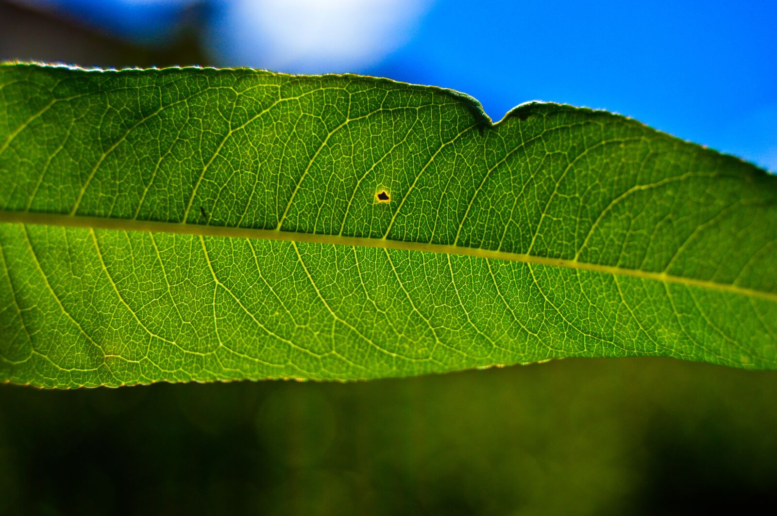 Nikon D3200 sample photo. Leaf, close up, sheet photography