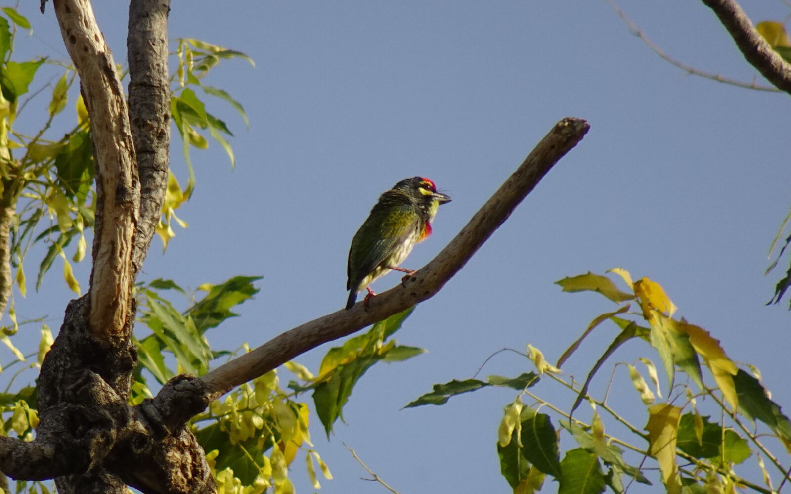 Sony DSC-WX800 sample photo. Bird, barbet, coppersmith photography