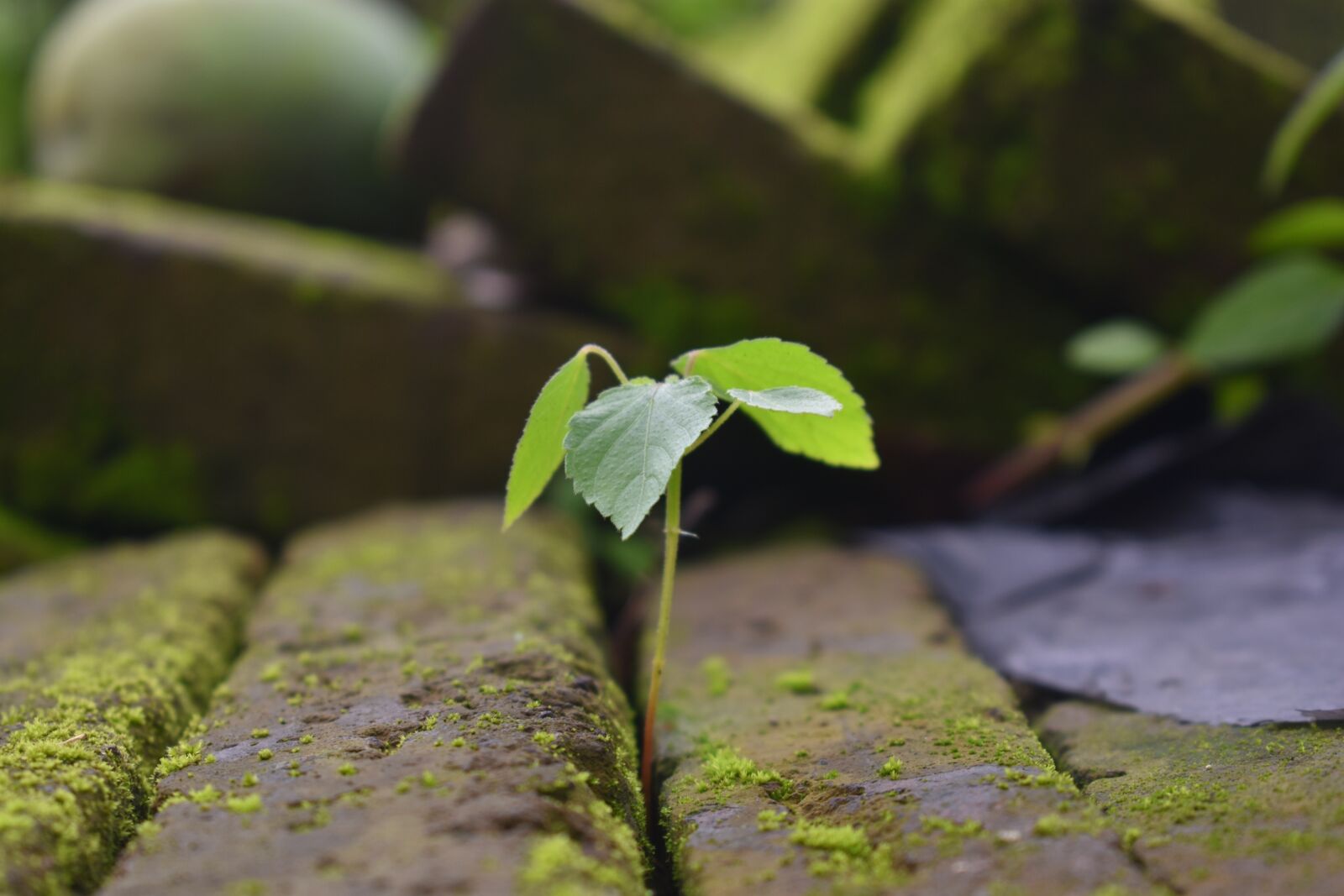 Nikon D3400 sample photo. Seed, wild plant, plant photography