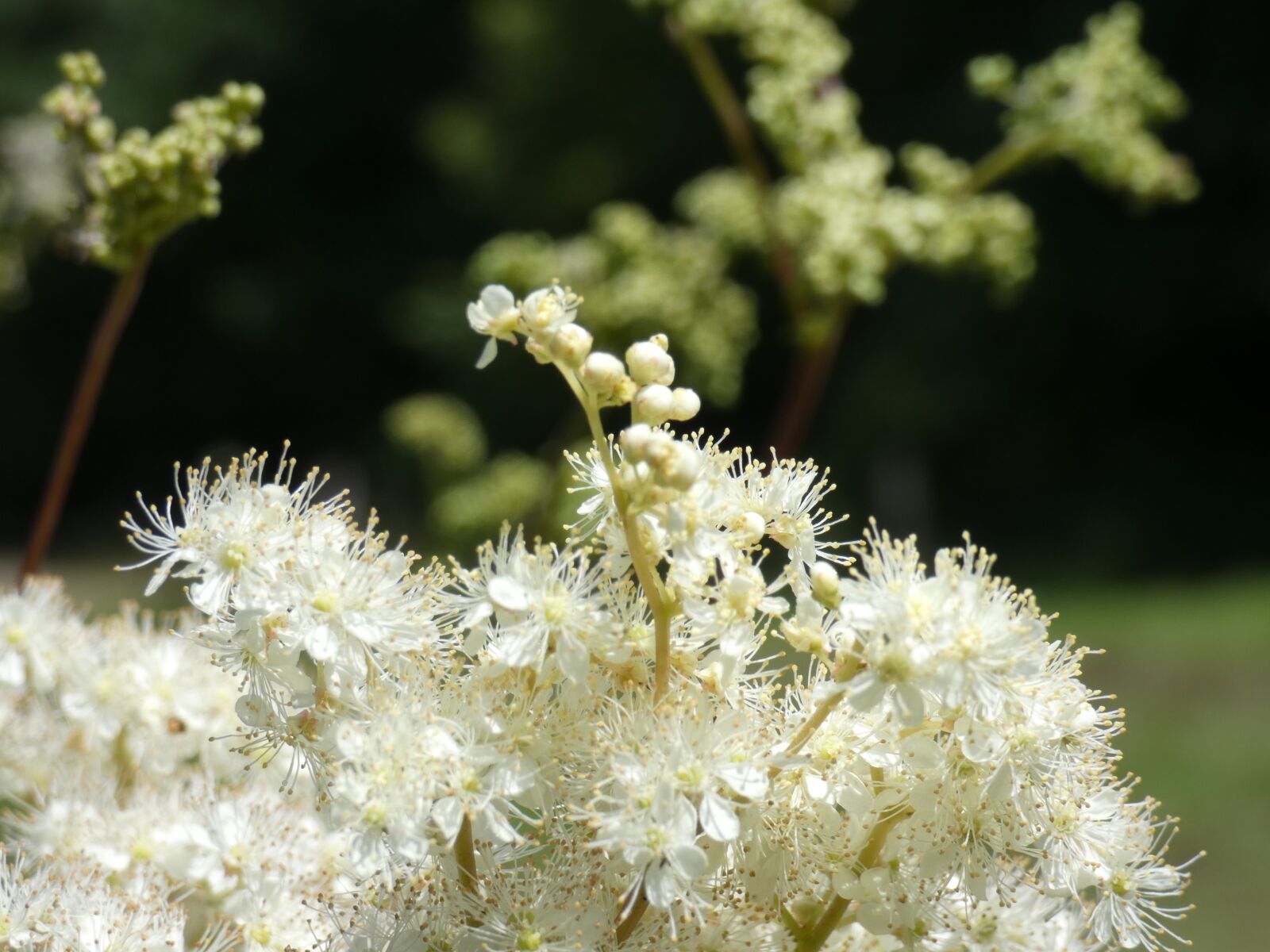 Panasonic DC-FZ83 sample photo. Meadowsweet, viking, flower photography