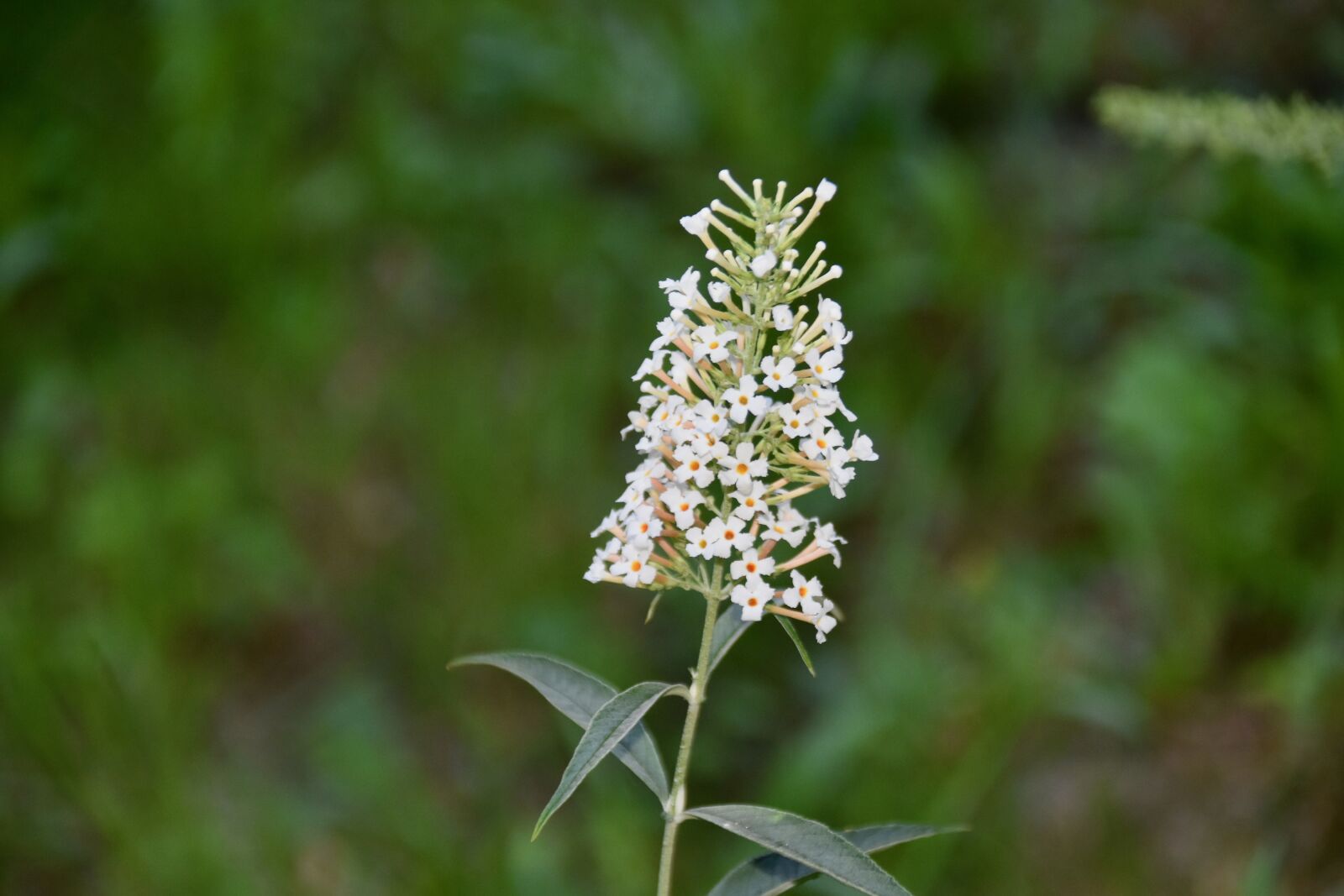 Nikon D5600 sample photo. Flower, white flowers, flowers photography