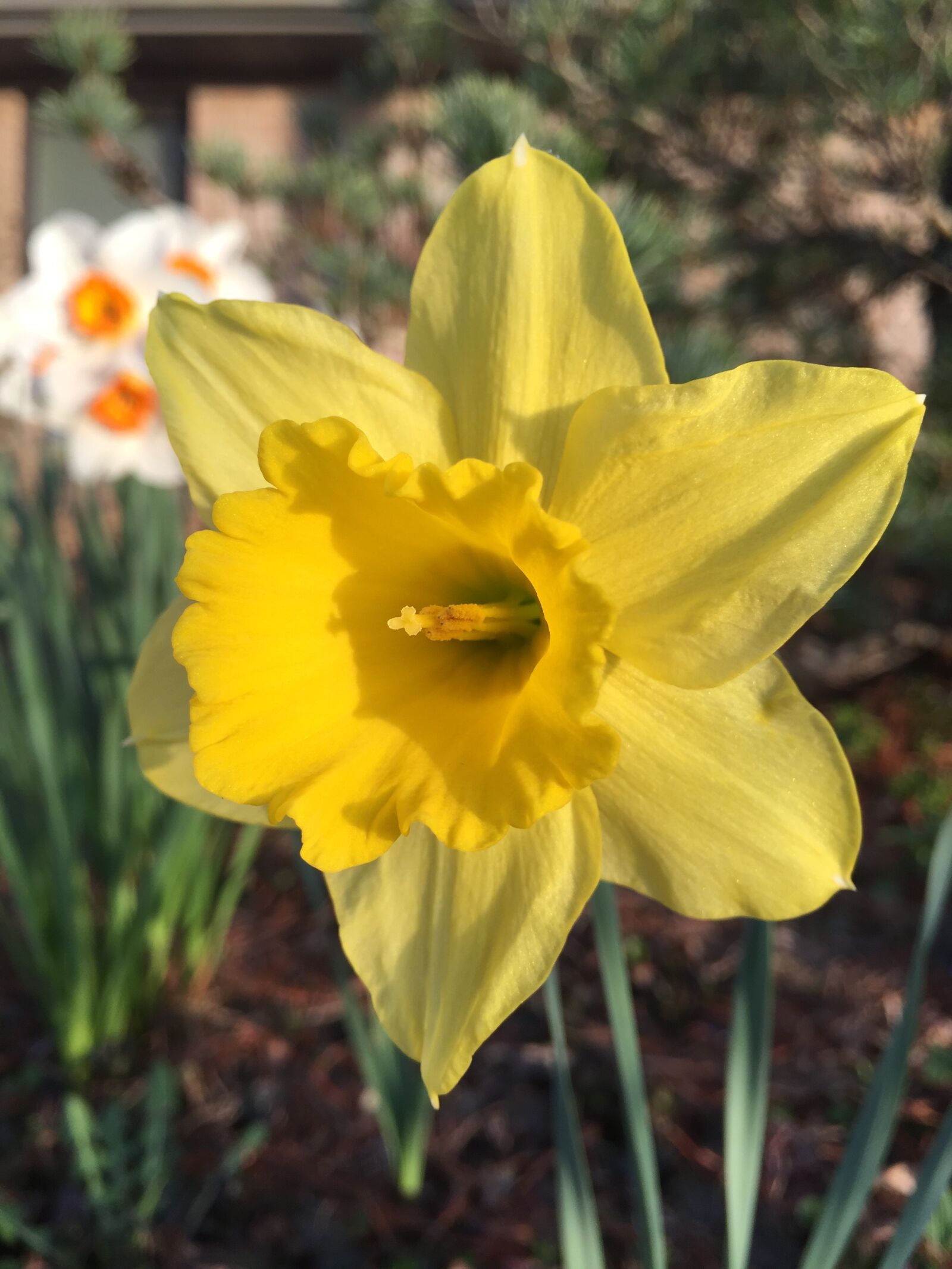 Apple iPhone 6 sample photo. Daffodil, narcissus, spring photography