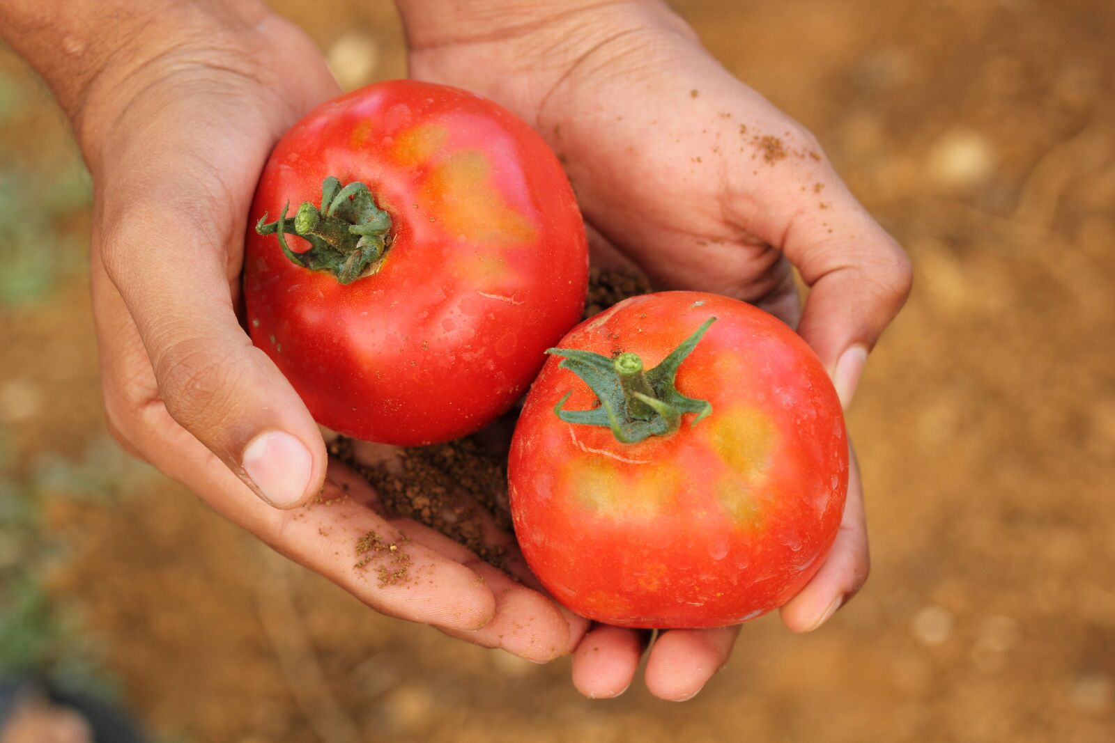 Canon EOS 550D (EOS Rebel T2i / EOS Kiss X4) sample photo. Tomato, agriculture, dirt photography