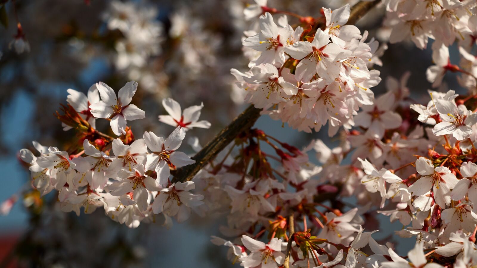 Canon EOS 70D sample photo. Spring, flowers, tree photography