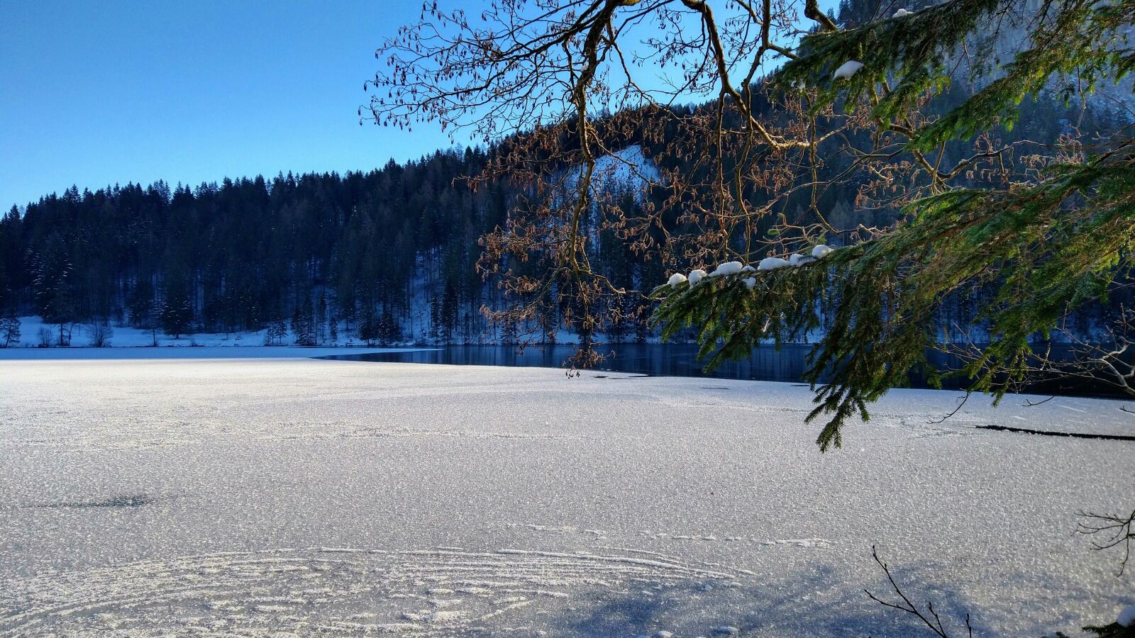 Motorola moto g(8) plus sample photo. Winter, nature, wintry photography