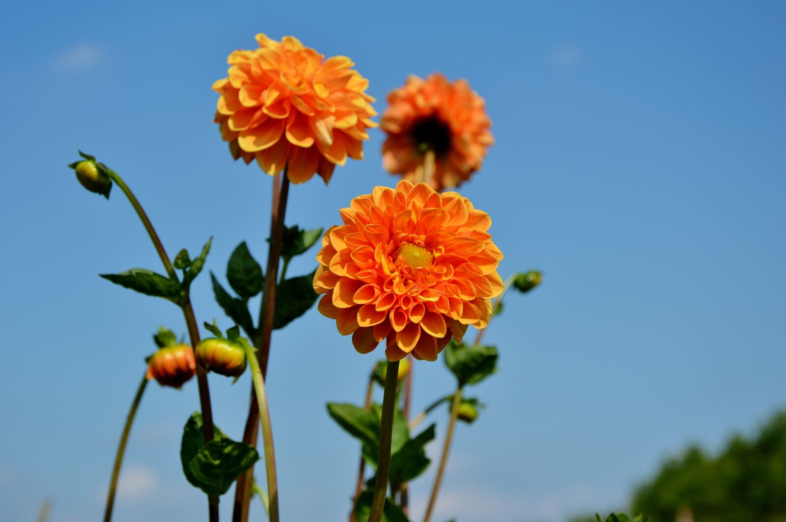 Nikon D3200 sample photo. Dahlia, dahlia flower, flower photography