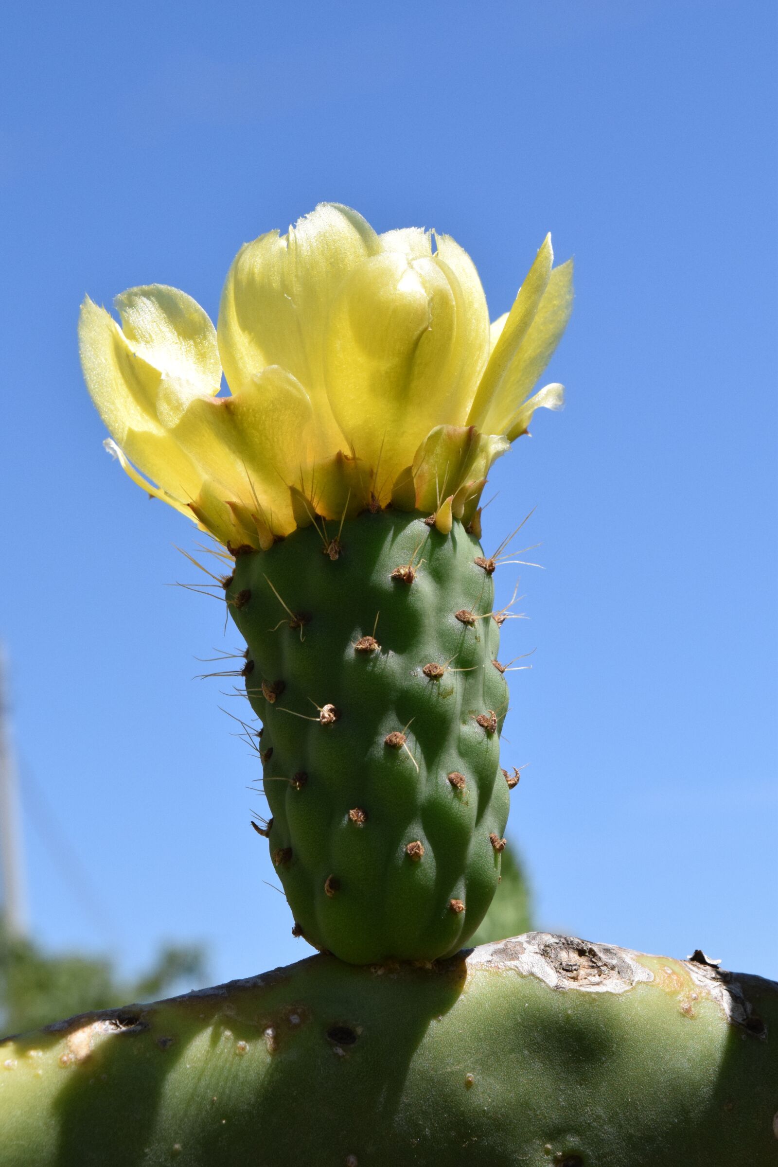 Nikon D3300 sample photo. Cactus blossom, blossom, bloom photography