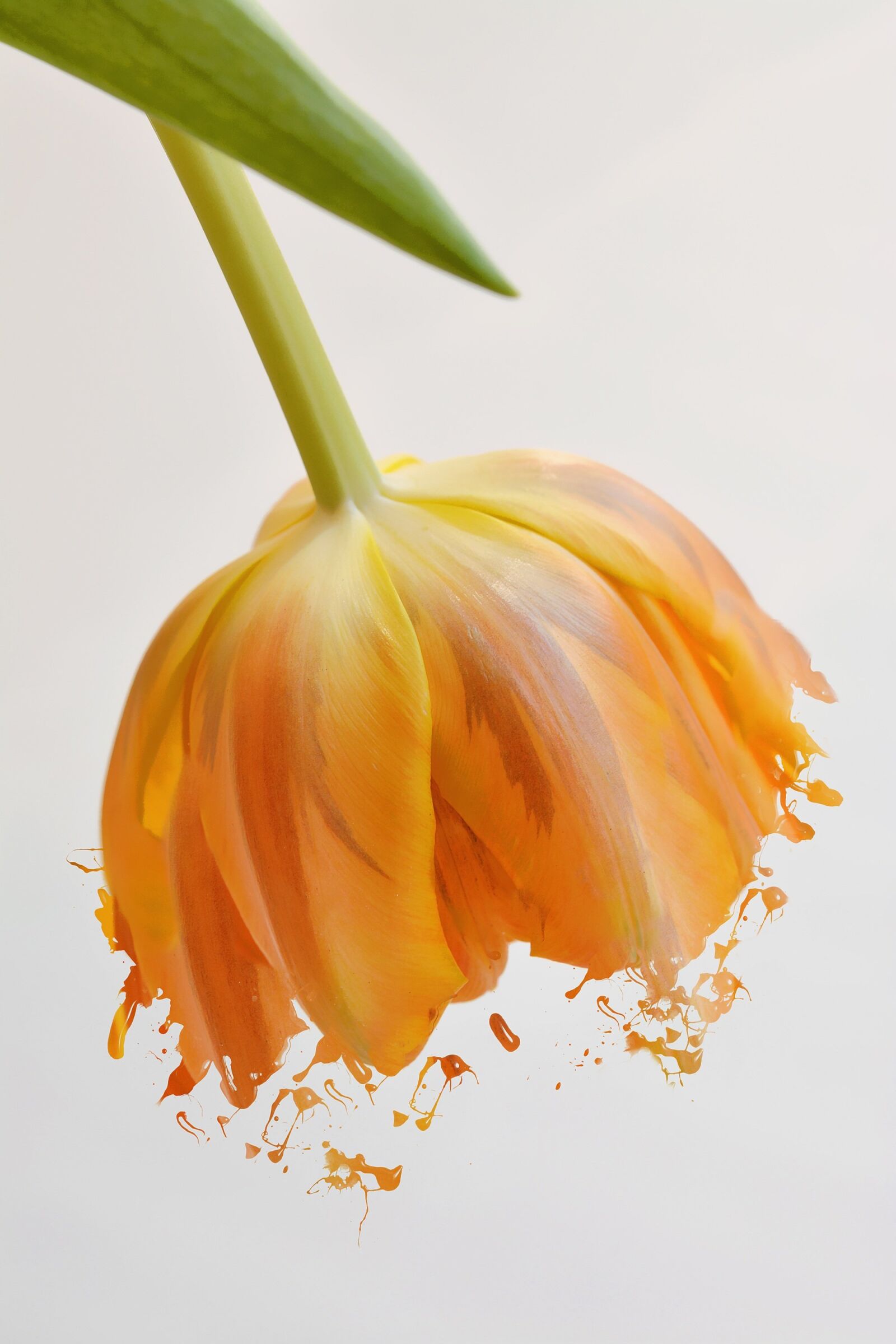 Nikon D7100 sample photo. Flower, tulip, orange photography