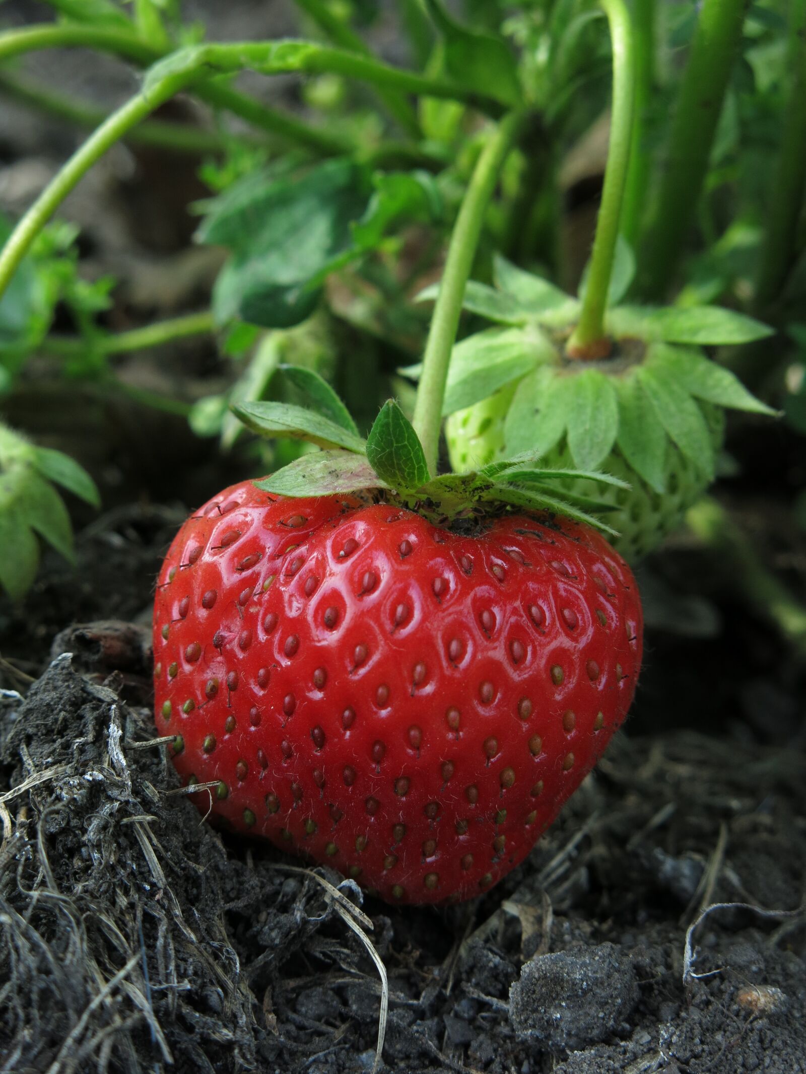 Canon PowerShot G15 sample photo. Strawberry, first strawberry, fruit photography