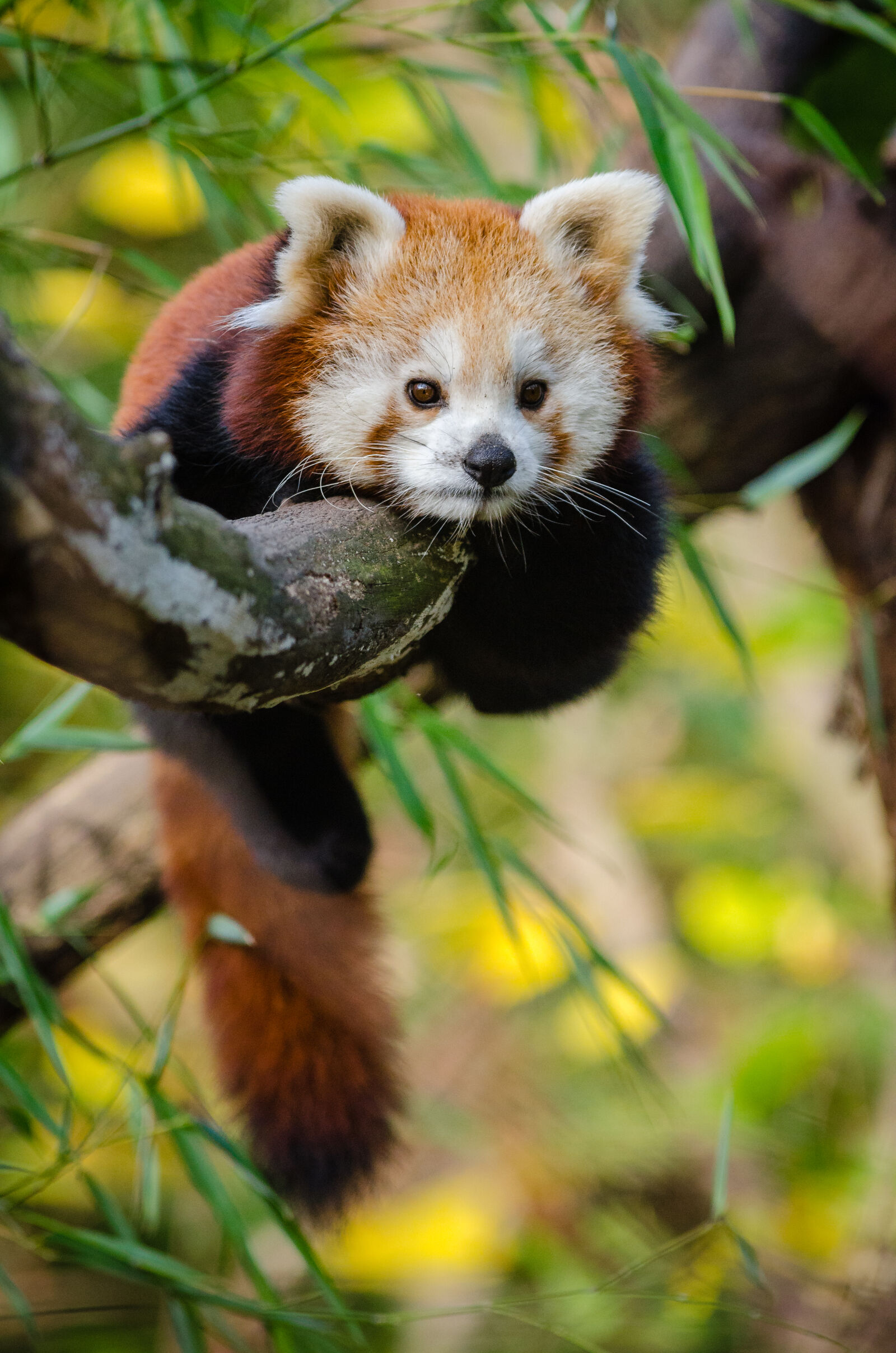 Nikon D7000 + Sigma APO Tele Macro 300mm F4 sample photo. Red, panda photography