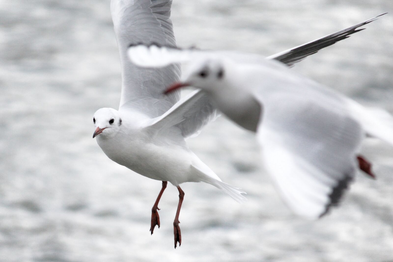 Canon EOS 1200D (EOS Rebel T5 / EOS Kiss X70 / EOS Hi) sample photo. Seagull, bird, animal photography