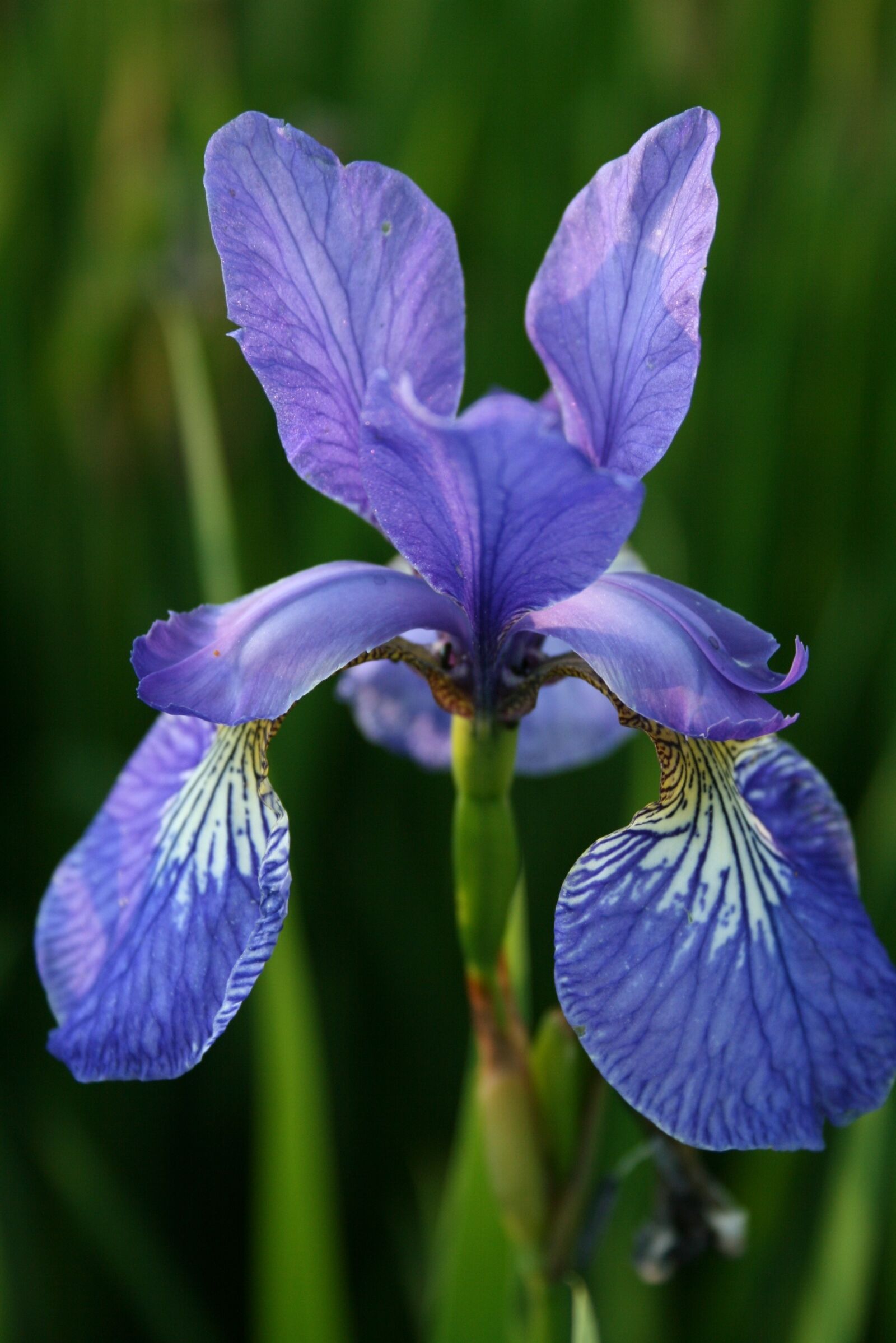 Canon EOS 400D (EOS Digital Rebel XTi / EOS Kiss Digital X) sample photo. Flower, iris, blue photography