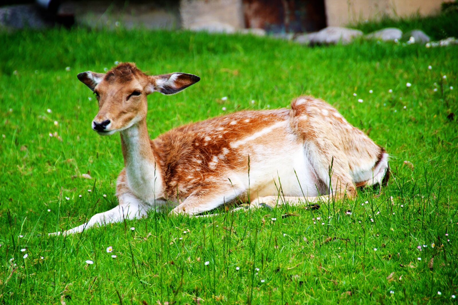 Canon EOS 600D (Rebel EOS T3i / EOS Kiss X5) sample photo. Deer, wild, nat photography