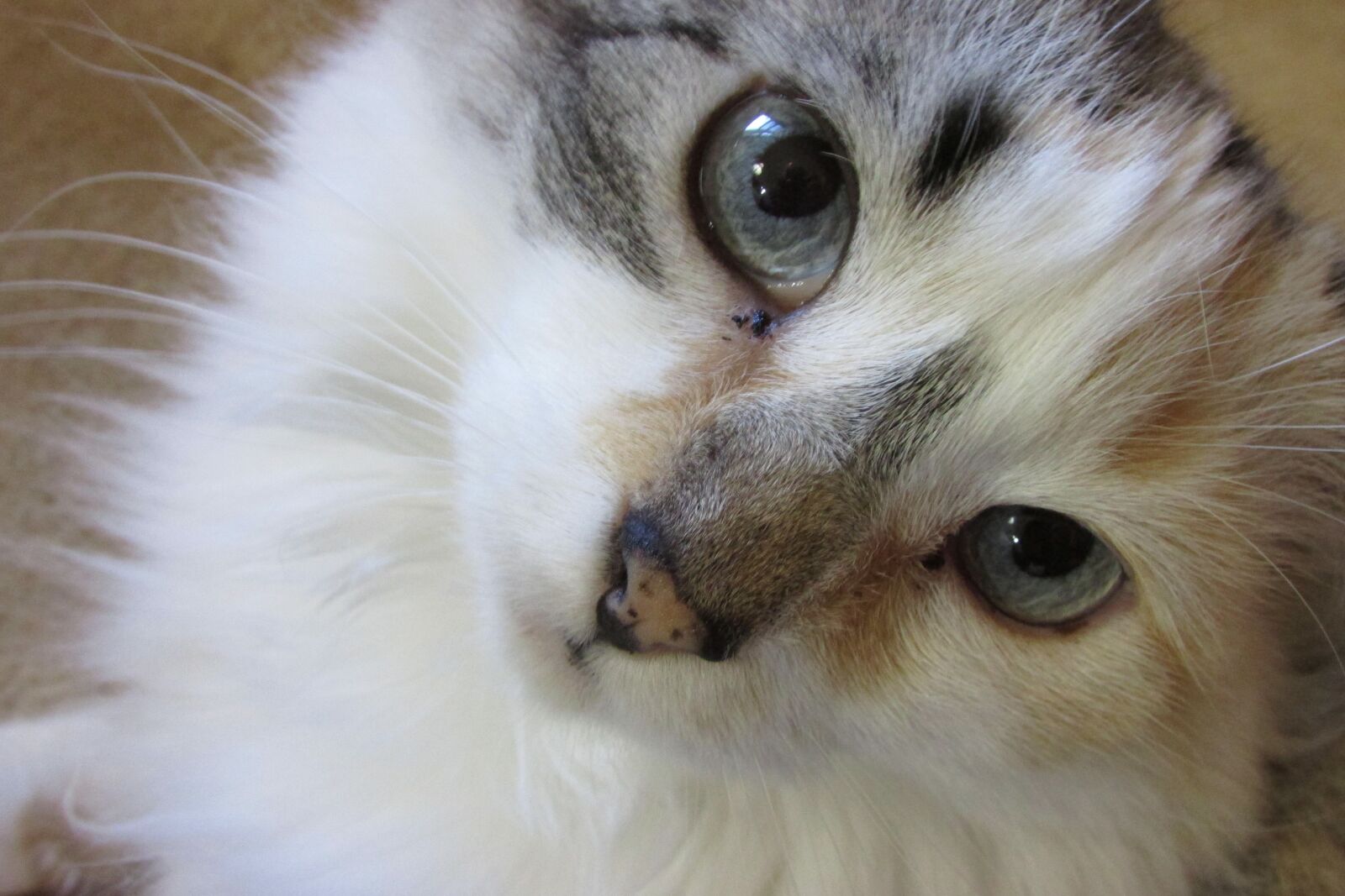 Canon PowerShot SX500 IS sample photo. Cats, face, animal photography
