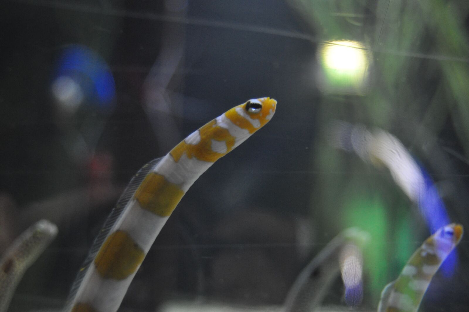 Nikon D5000 sample photo. Garden eels let off photography