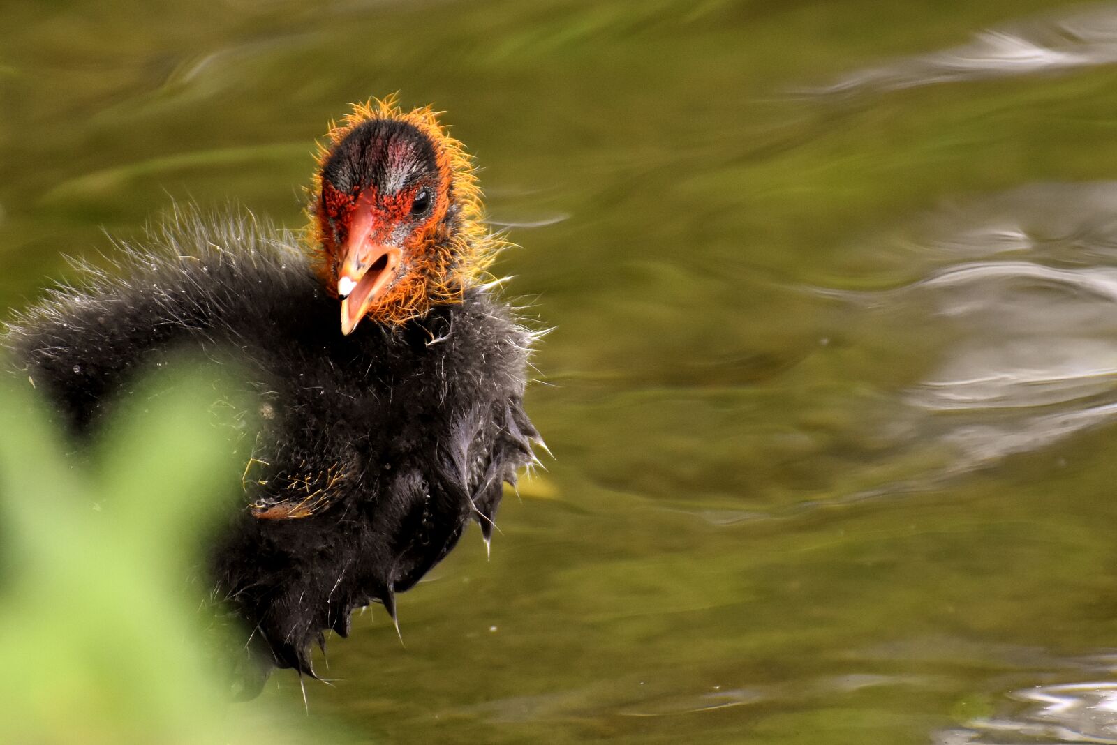 Nikon D7200 sample photo. Coot, chicks, food photography