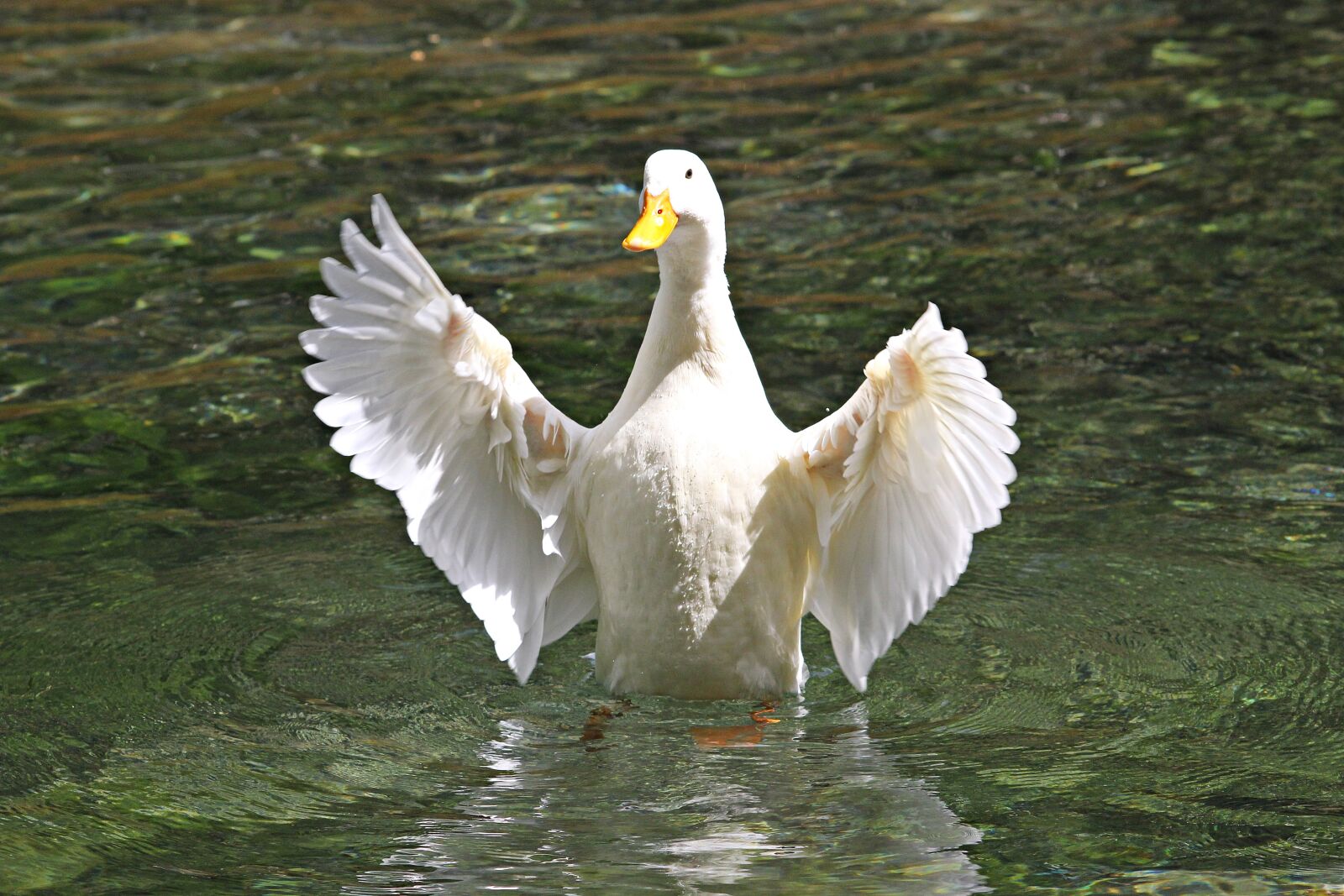 Canon EOS 60D sample photo. Duck, animal, nature photography