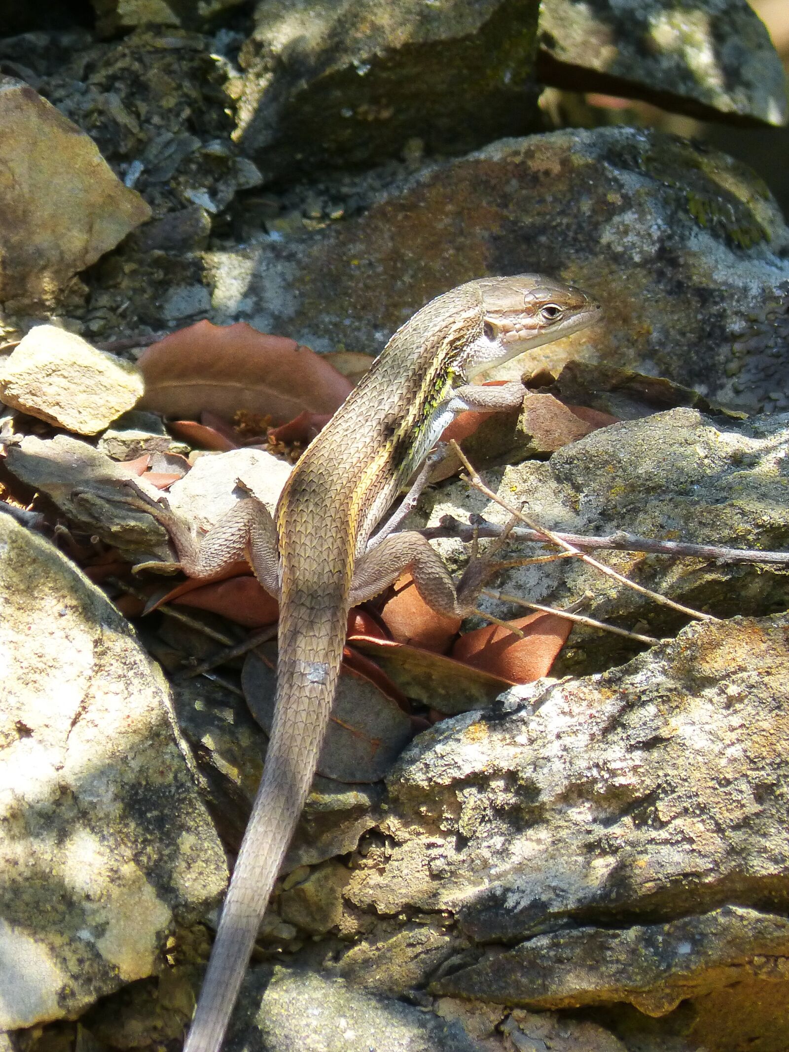 Panasonic DMC-FZ62 sample photo. Lizard, sargantana, reptile photography