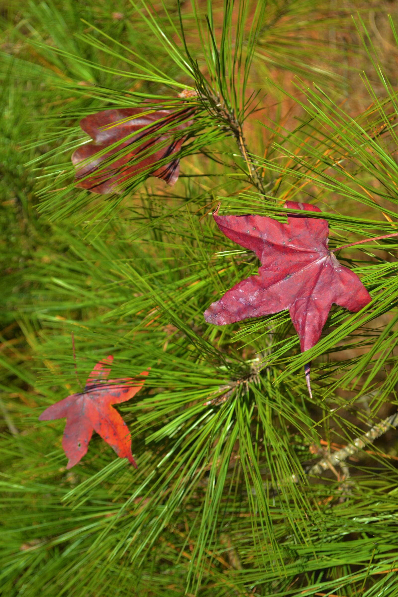 Nikon D3100 sample photo