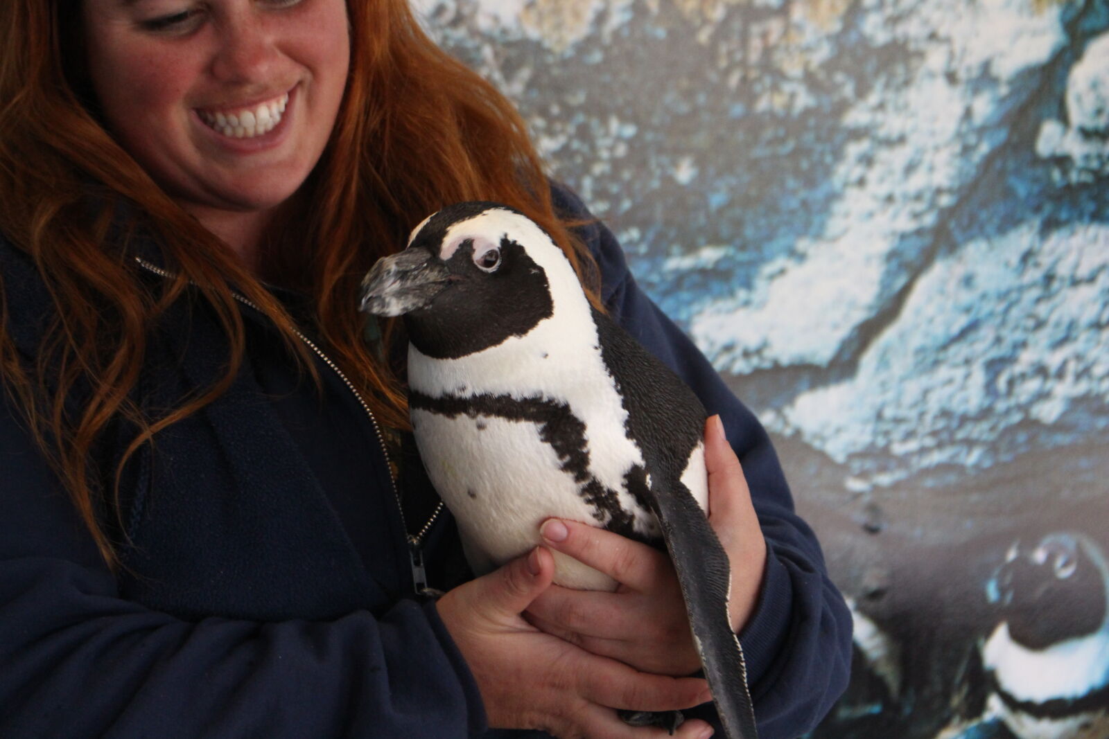 Canon EOS 700D (EOS Rebel T5i / EOS Kiss X7i) sample photo. Penguin photography