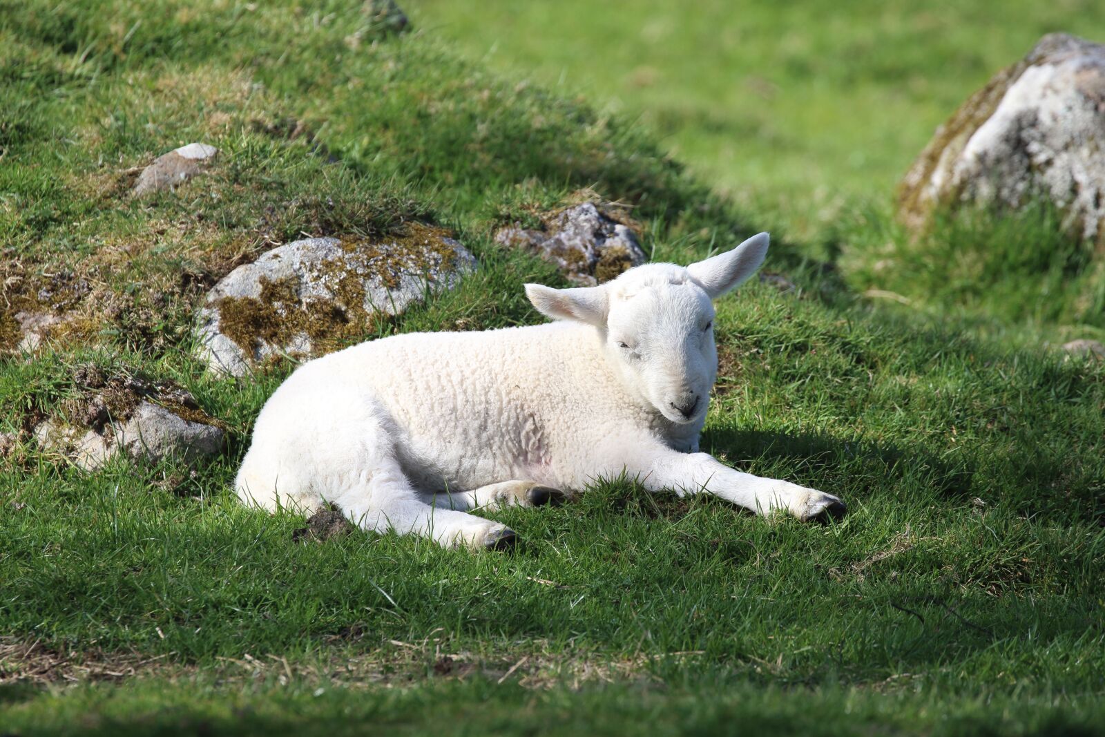 Canon EOS 7D Mark II sample photo. Lamb, kilbraur, scotland photography
