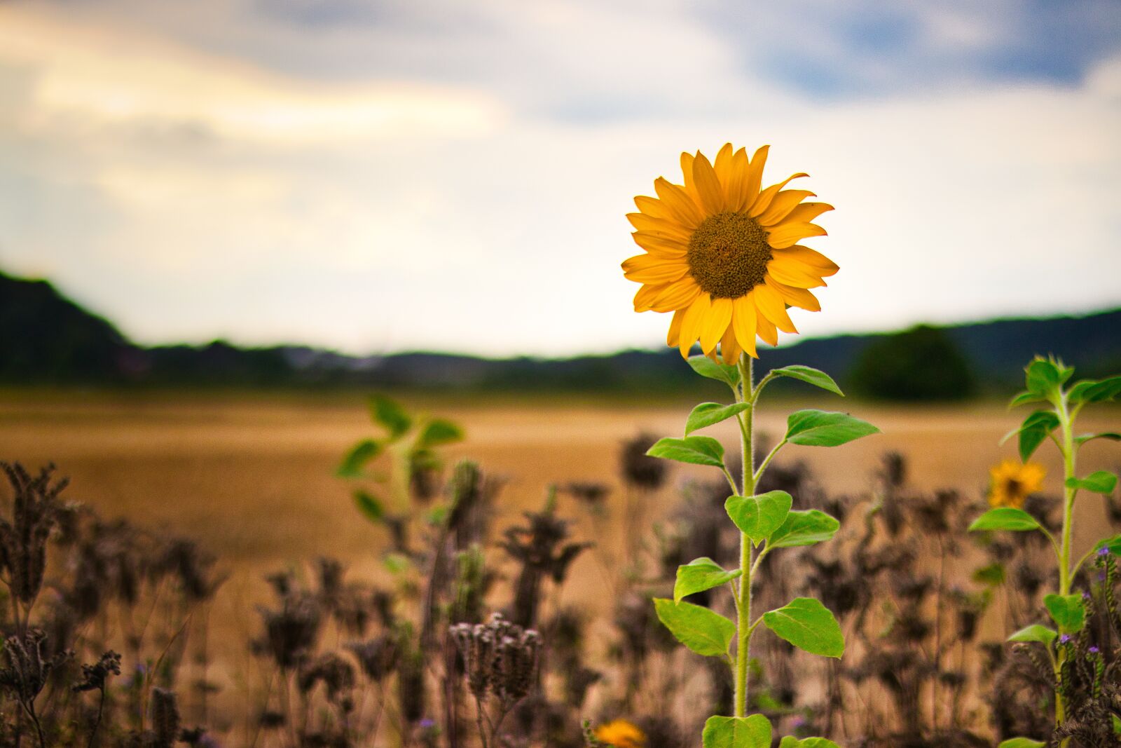 Canon EOS 80D sample photo. Sunflower, summer, yellow photography