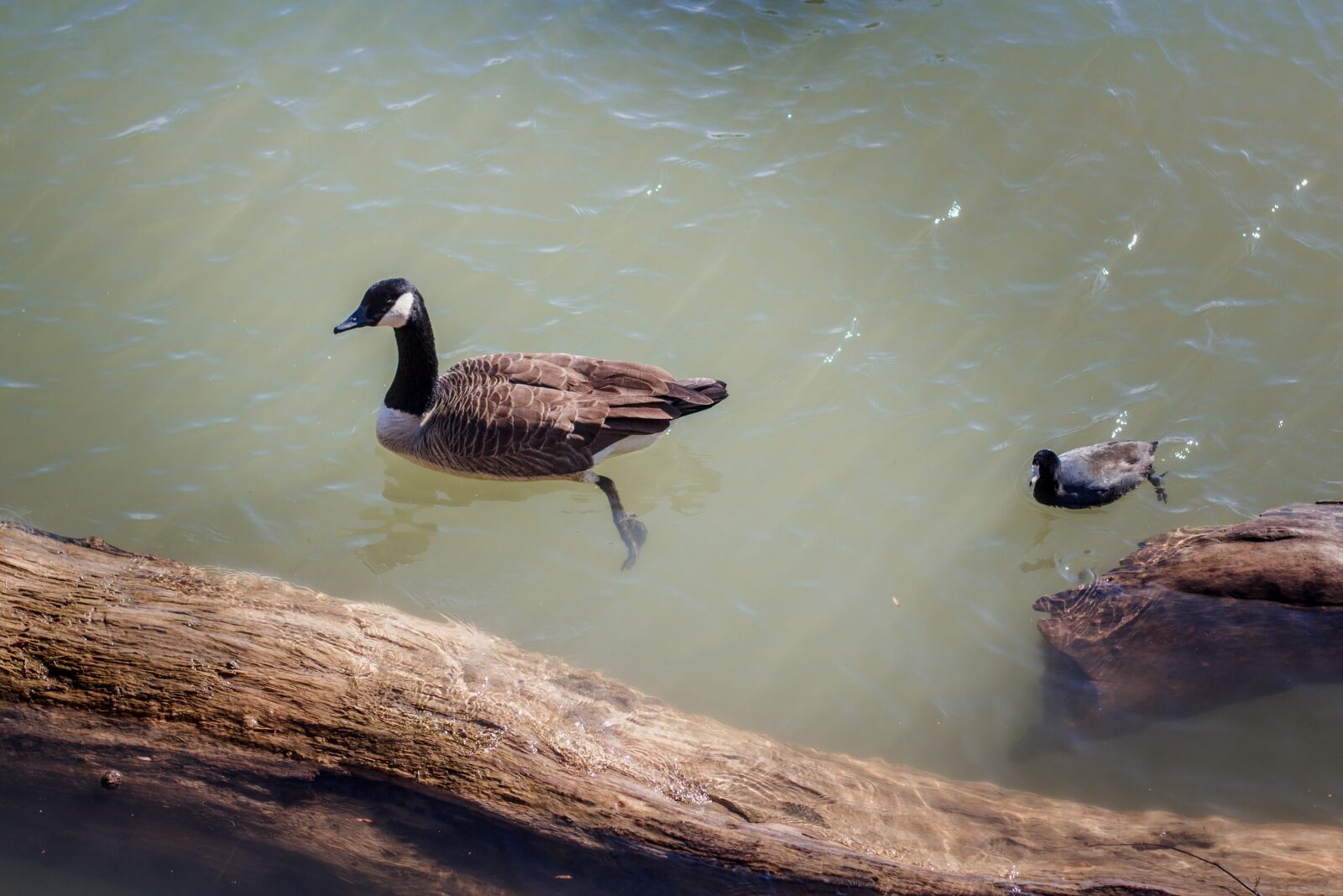 Canon EOS 60D + Canon EF 50mm F1.8 II sample photo. Goose, duck, waterfowl photography
