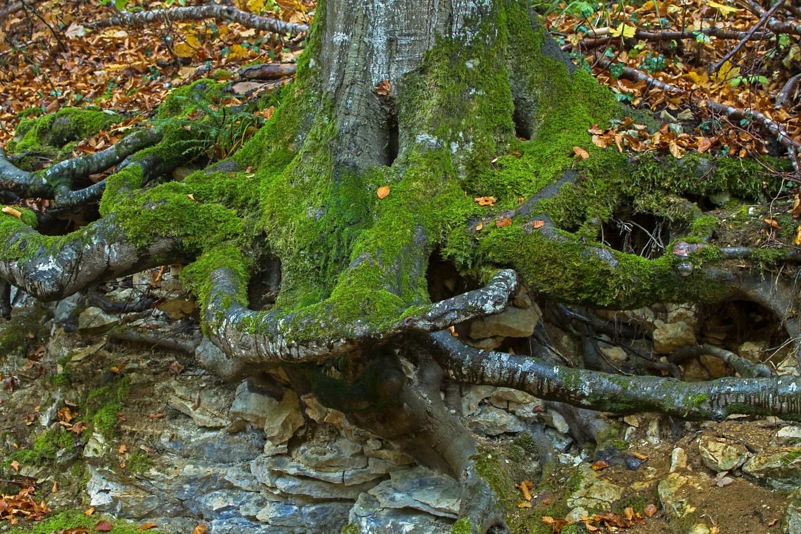 Canon EOS 7D sample photo. Root, rhizome, tree trunk photography
