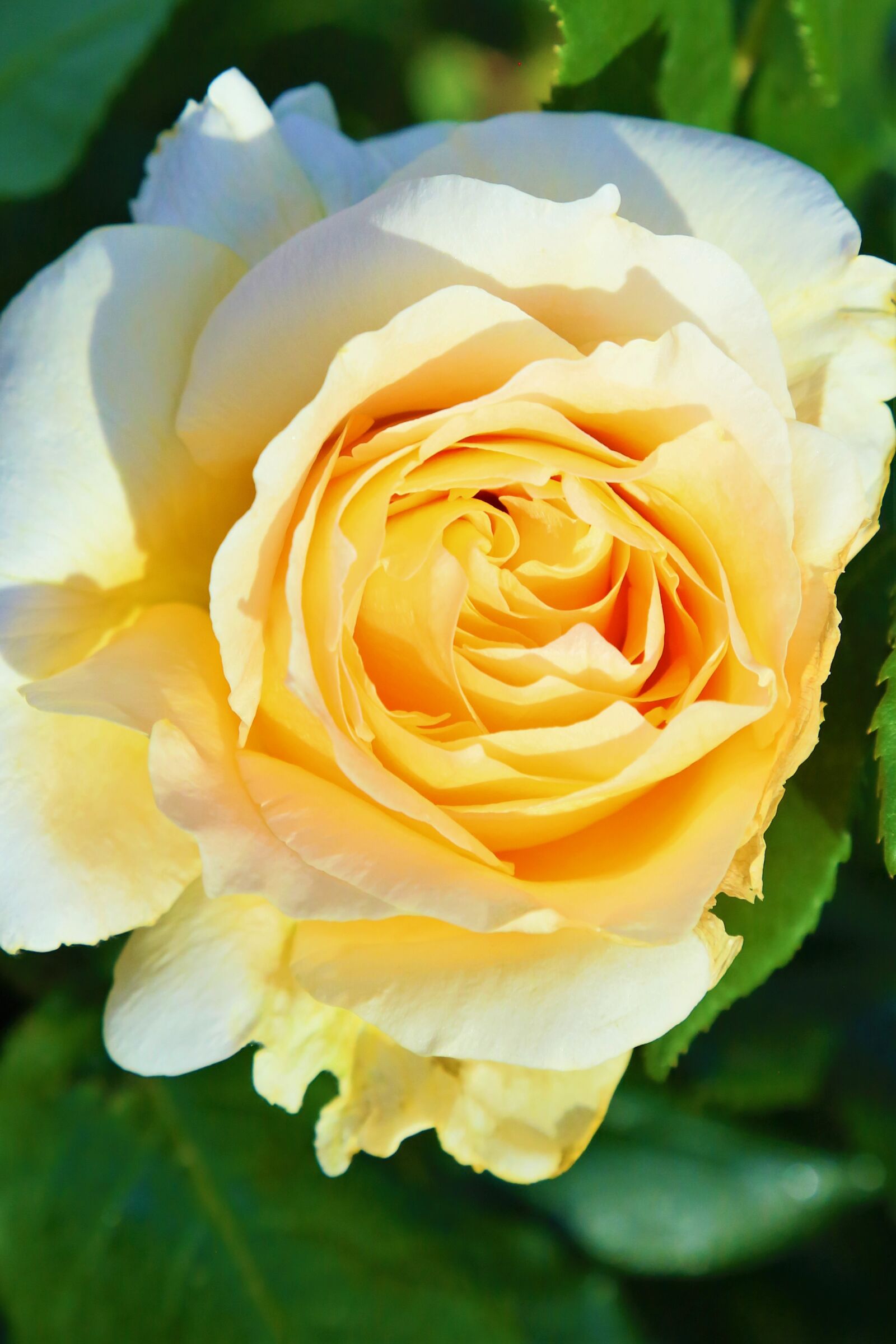 Canon EF 24-105mm F4L IS USM sample photo. Rose, spring, nature photography