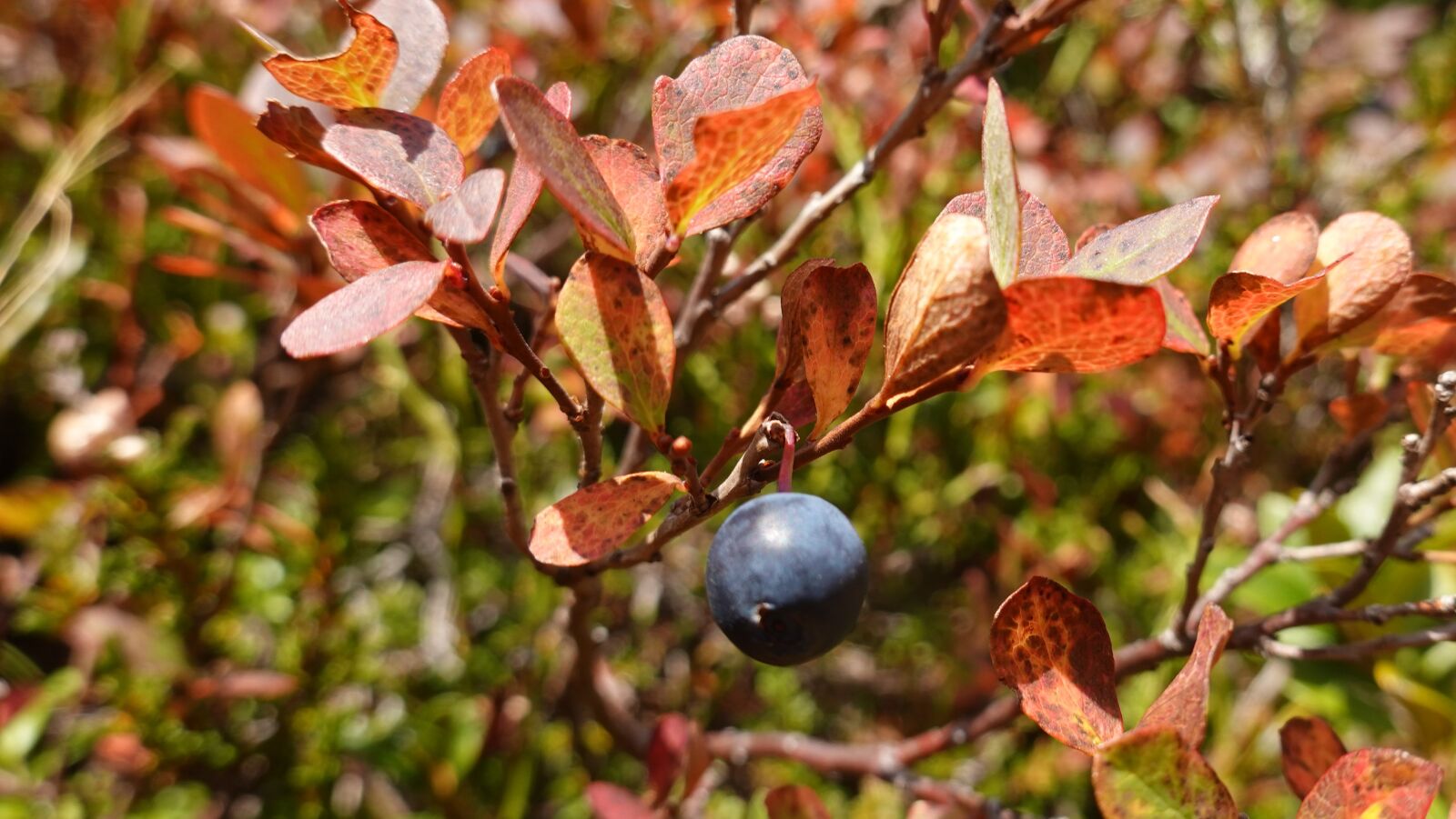 Sony DSC-RX100M7 sample photo. Blueberry, autumn, autumn colours photography