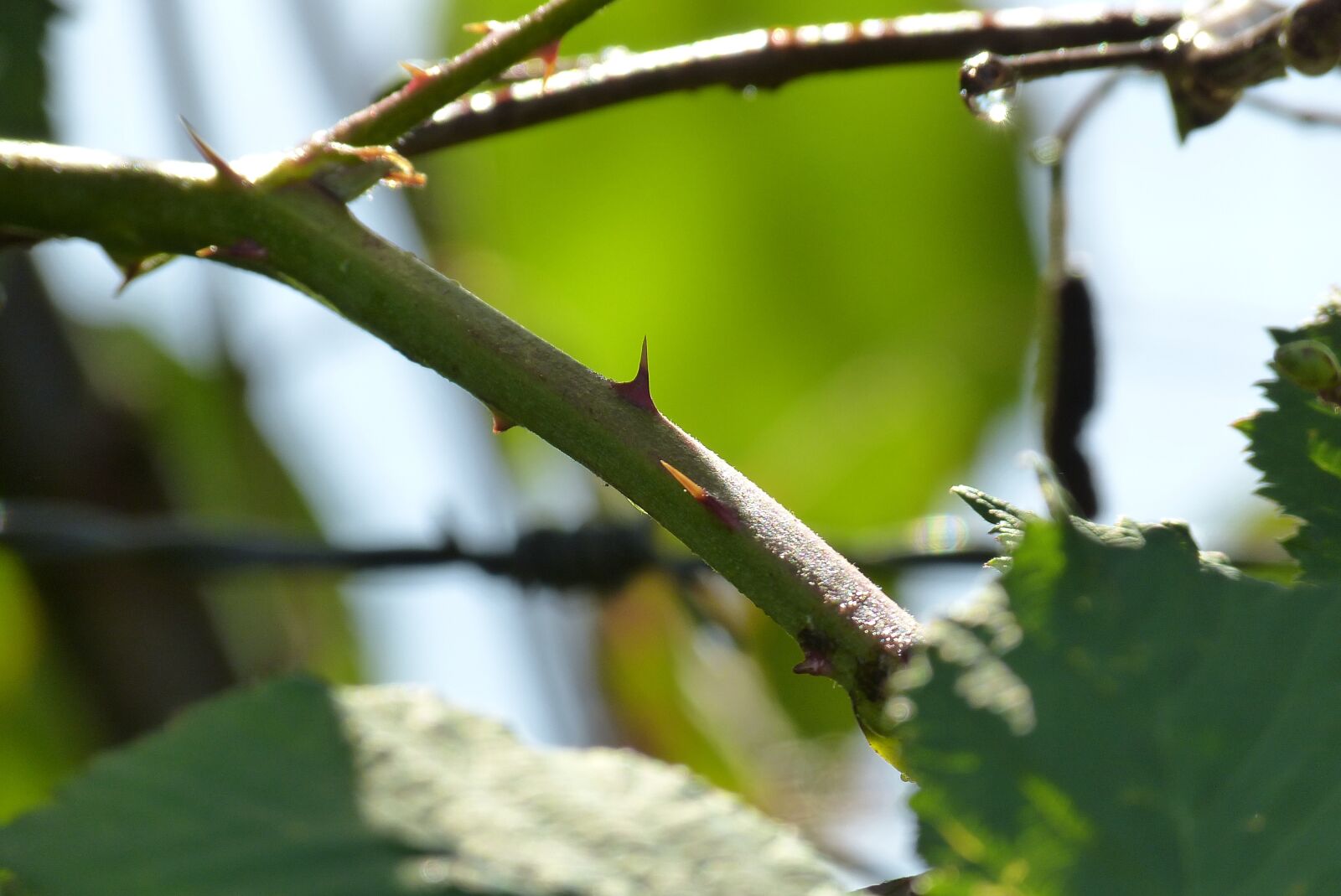 Panasonic Lumix DMC-FZ150 sample photo. Nature, thorns, green photography
