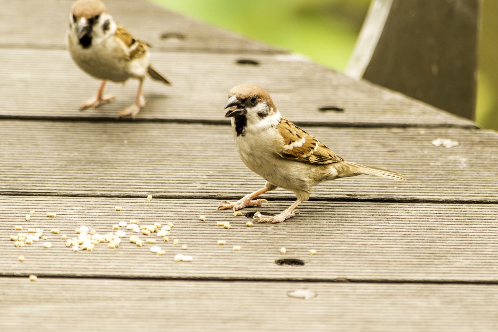 Nikon D5500 sample photo. Bird, animal, nature photography