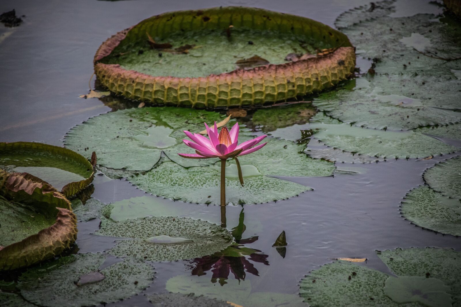 Nikon D5300 sample photo. Victoria, royal, waterlilies photography