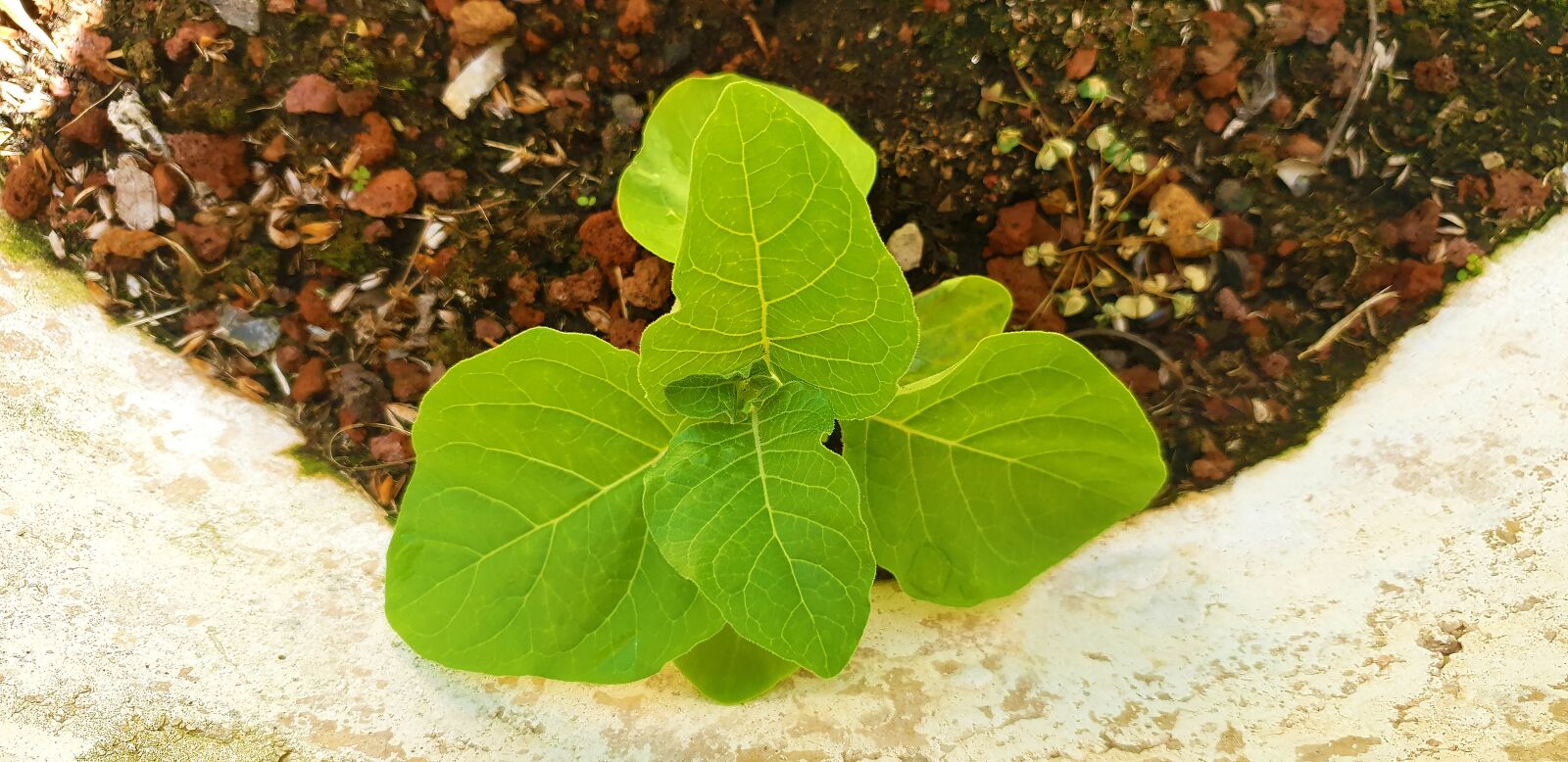 Samsung Galaxy S9 sample photo. Nature, flower, flora photography