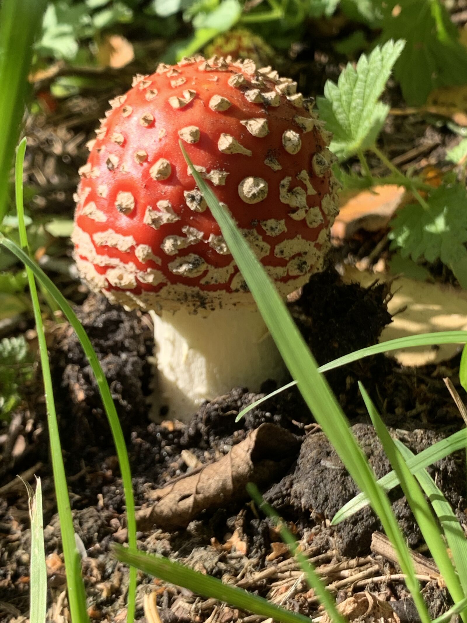 Apple iPhone XS Max sample photo. Mushroom, nature, forest photography