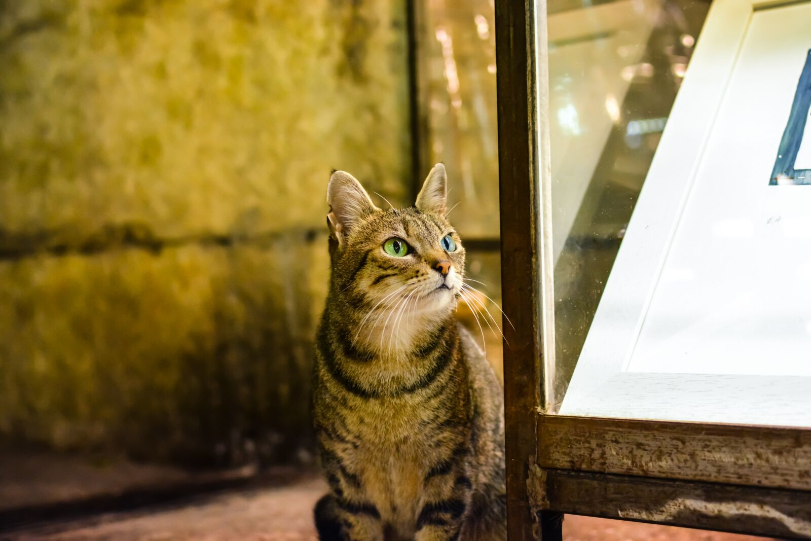 Nikon D5200 sample photo. Cat, animal, blue eye photography