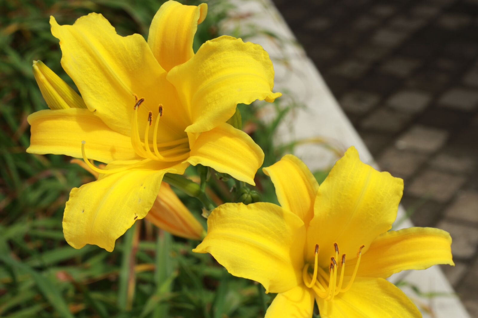 Canon EOS 60D + Canon EF 50mm F1.8 II sample photo. Flower, plant, yellow flower photography