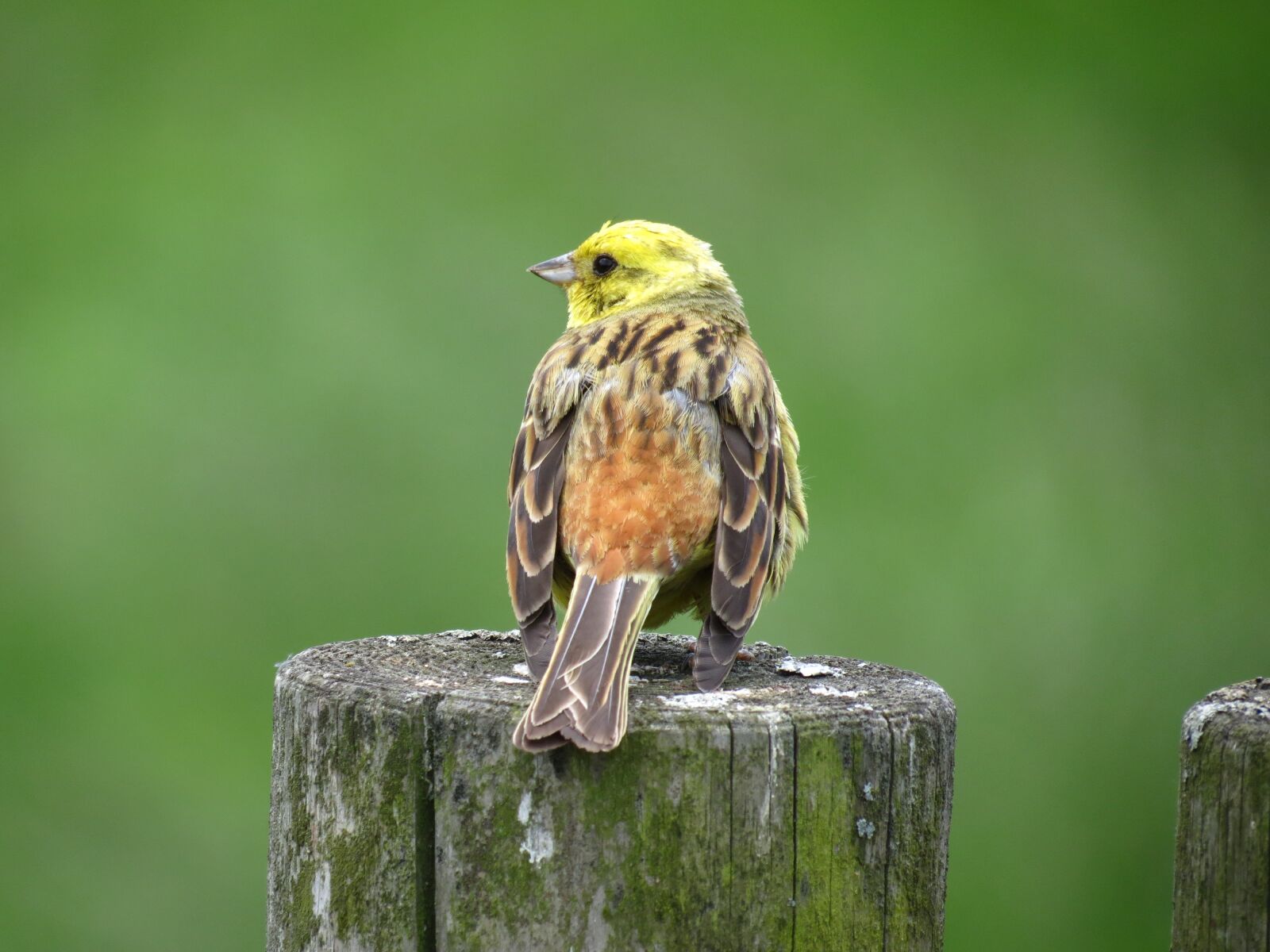 Canon PowerShot SX40 HS sample photo. Bird, animal world, nature photography