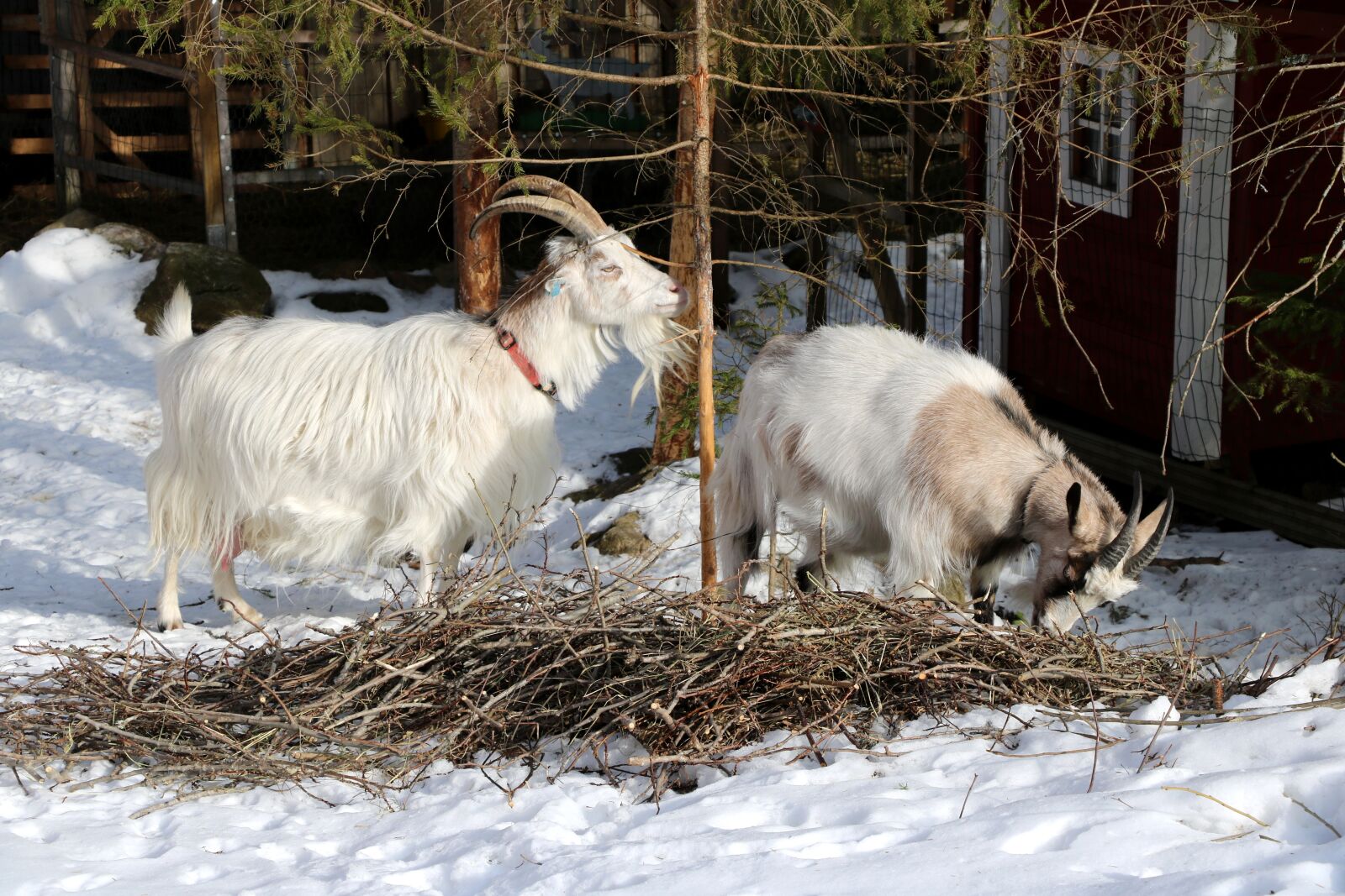 Canon EOS 750D (EOS Rebel T6i / EOS Kiss X8i) sample photo. Winter, snow, farm photography
