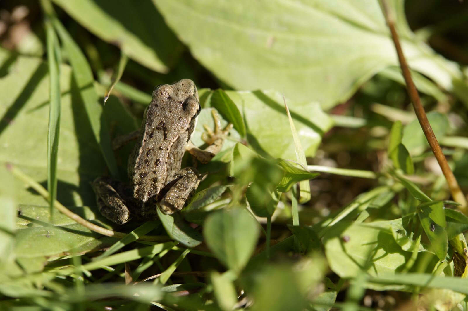 Sony SLT-A58 sample photo. Frog, toad, leaves photography