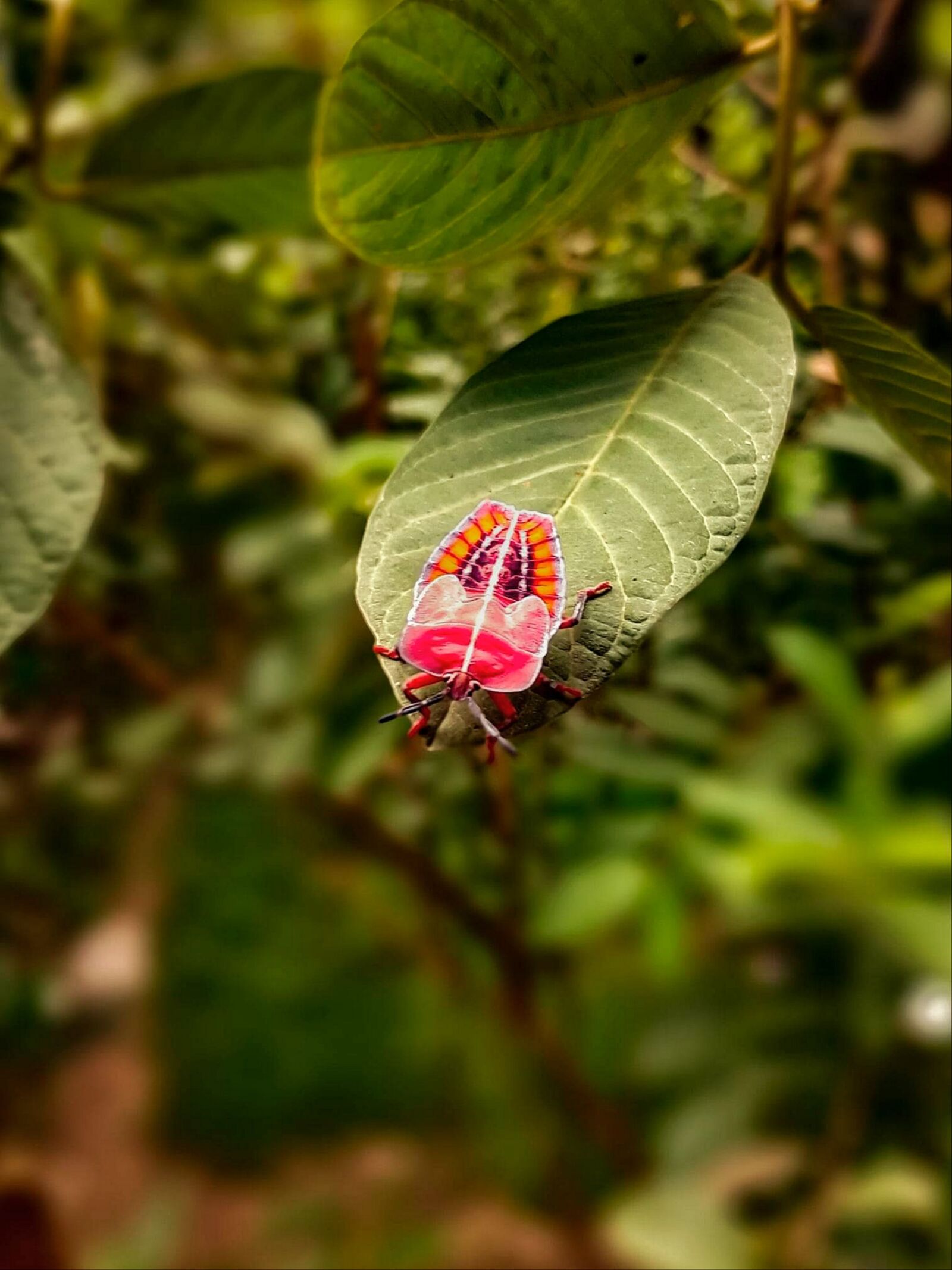 vivo 1819 sample photo. Insect, on tree, little photography