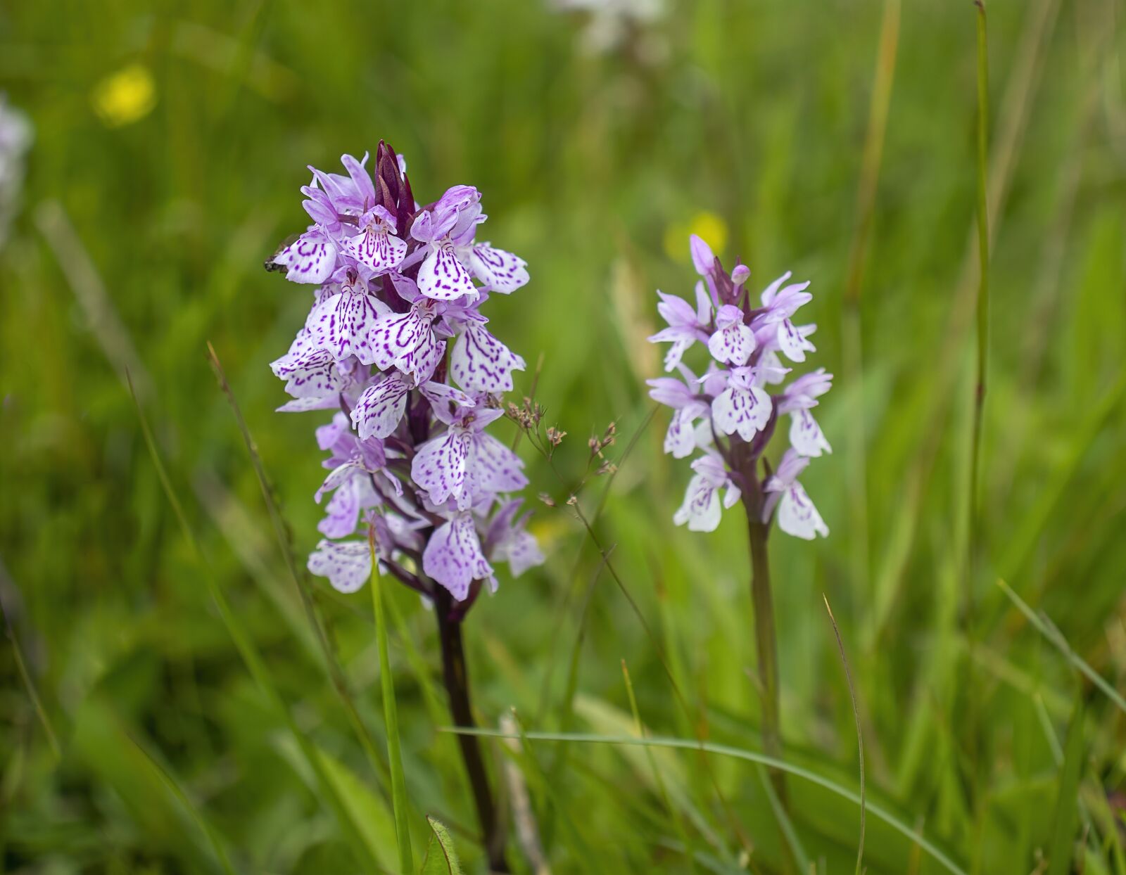 Canon EOS 800D (EOS Rebel T7i / EOS Kiss X9i) sample photo. Heath-spotted-orchid, purple, white photography